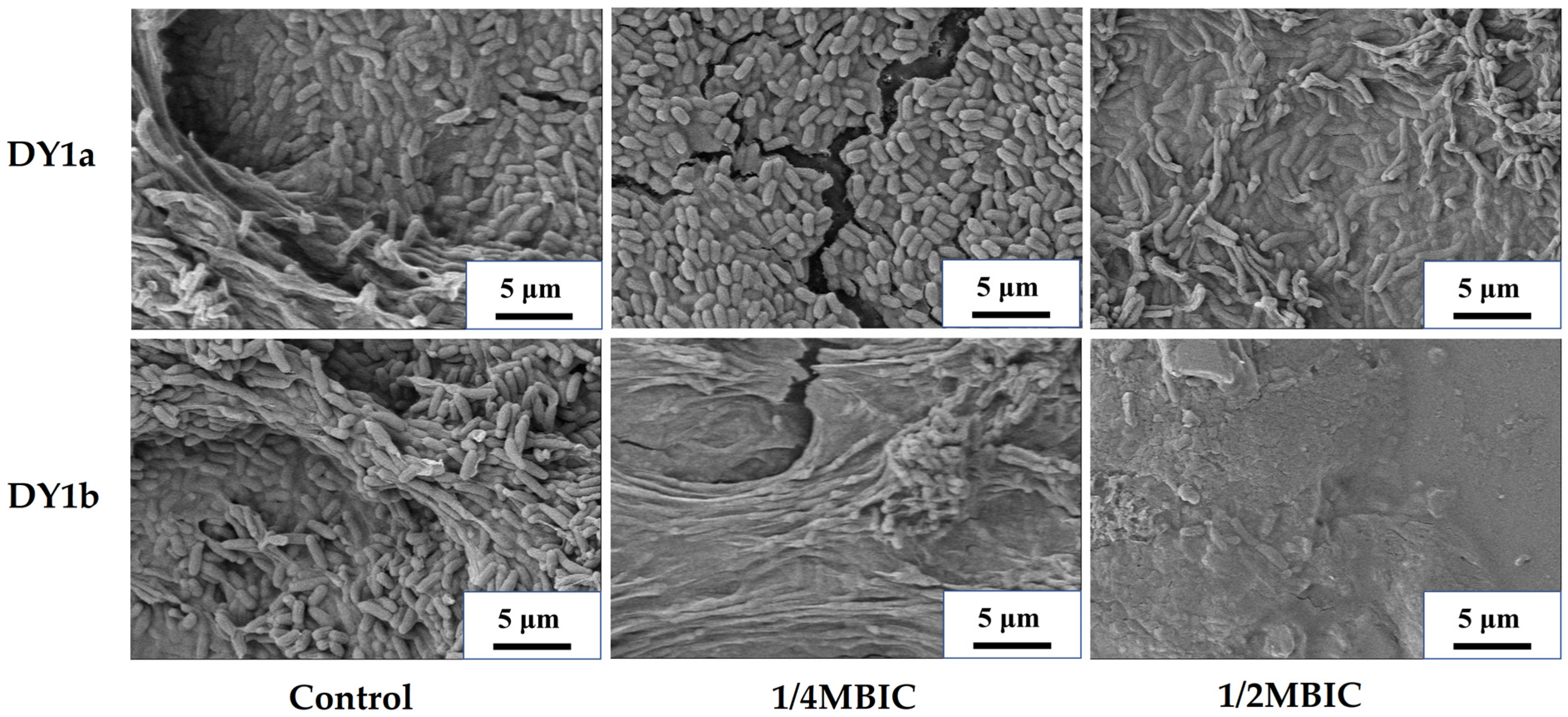 Ijms 24 10980 g003 Ijms 24 10980 g003