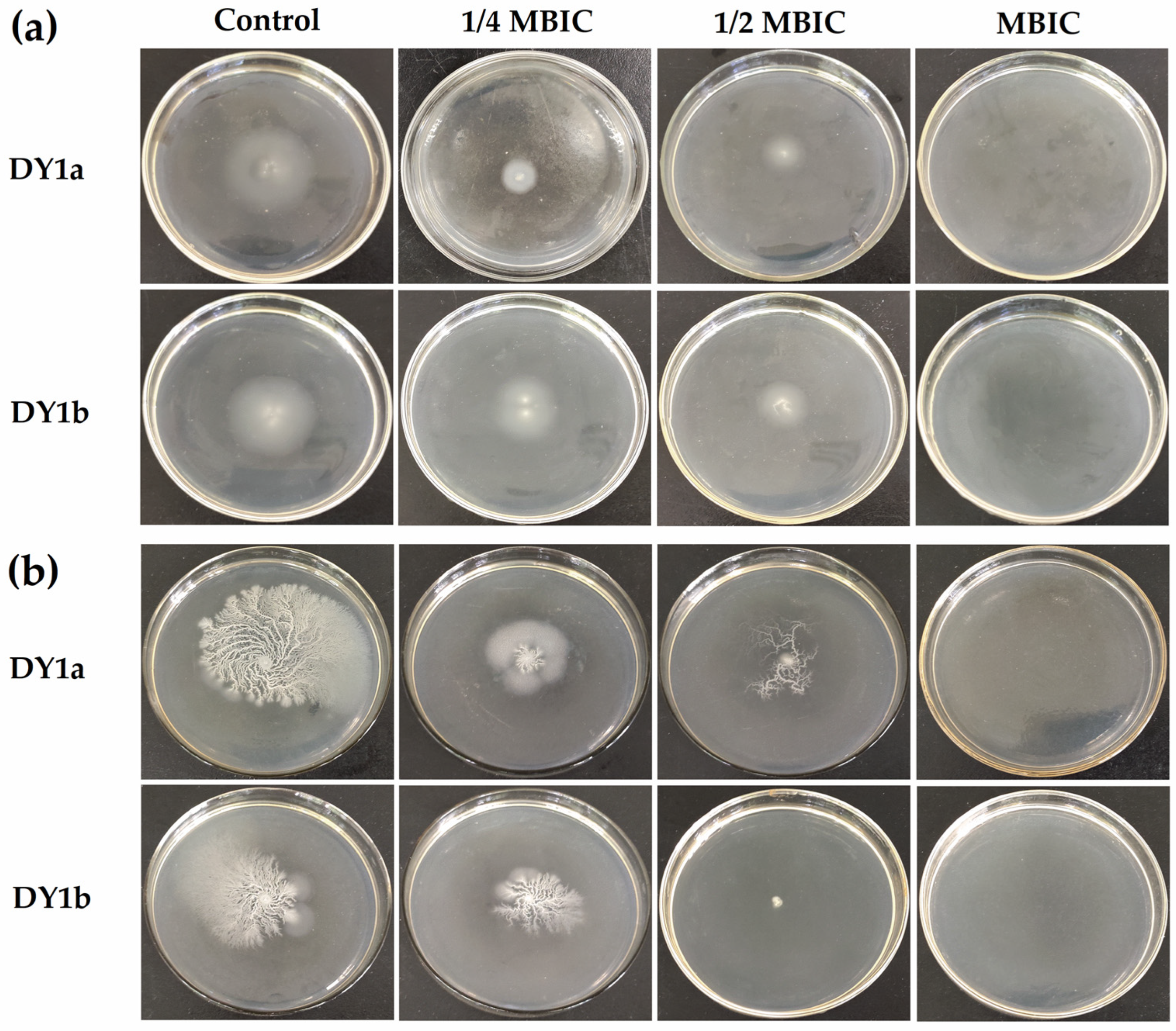 Ijms 24 10980 g005 Ijms 24 10980 g005