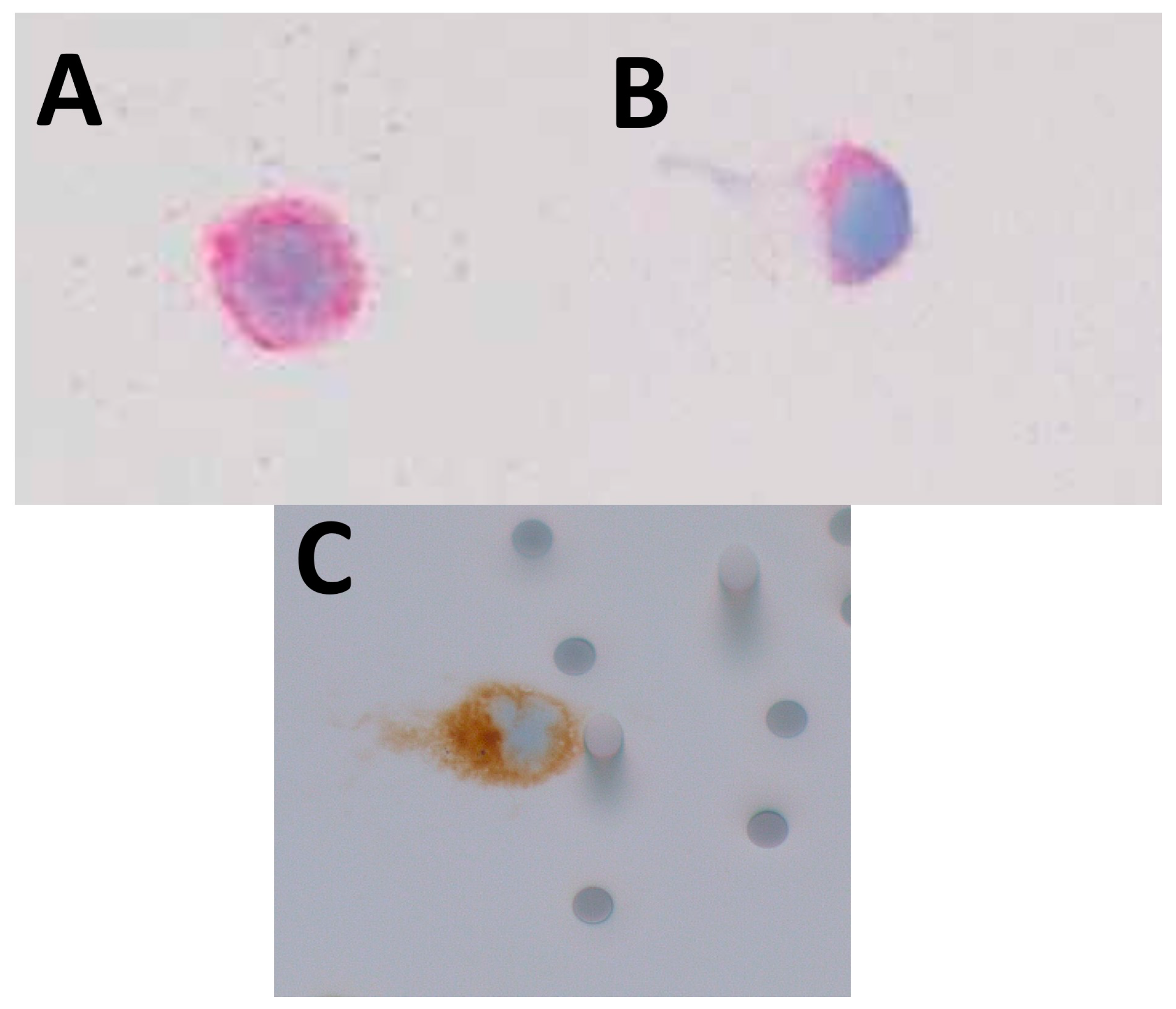 Ijms 24 11075 g002 Ijms 24 11075 g002