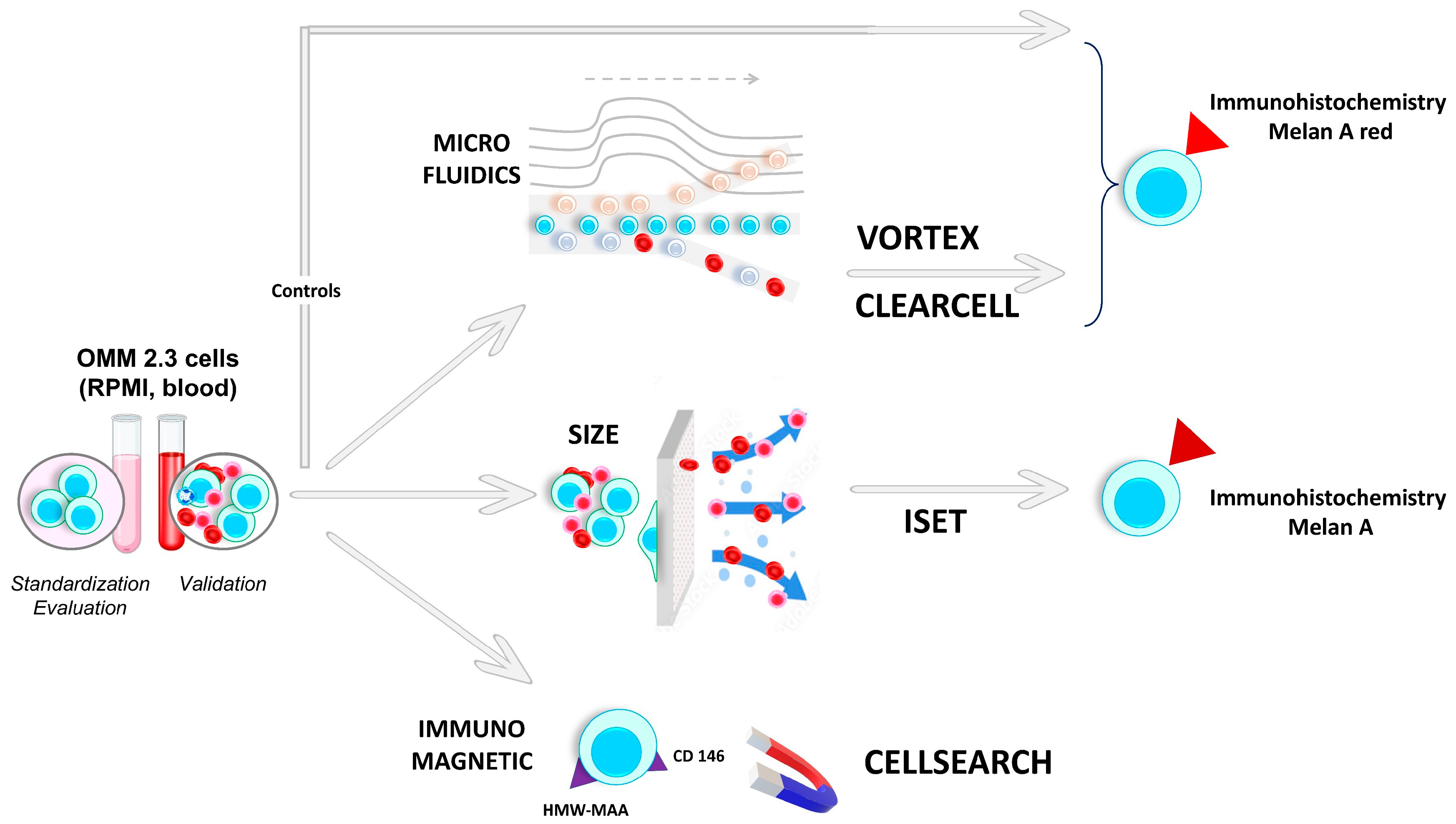 Ijms 24 11075 g003 Ijms 24 11075 g003