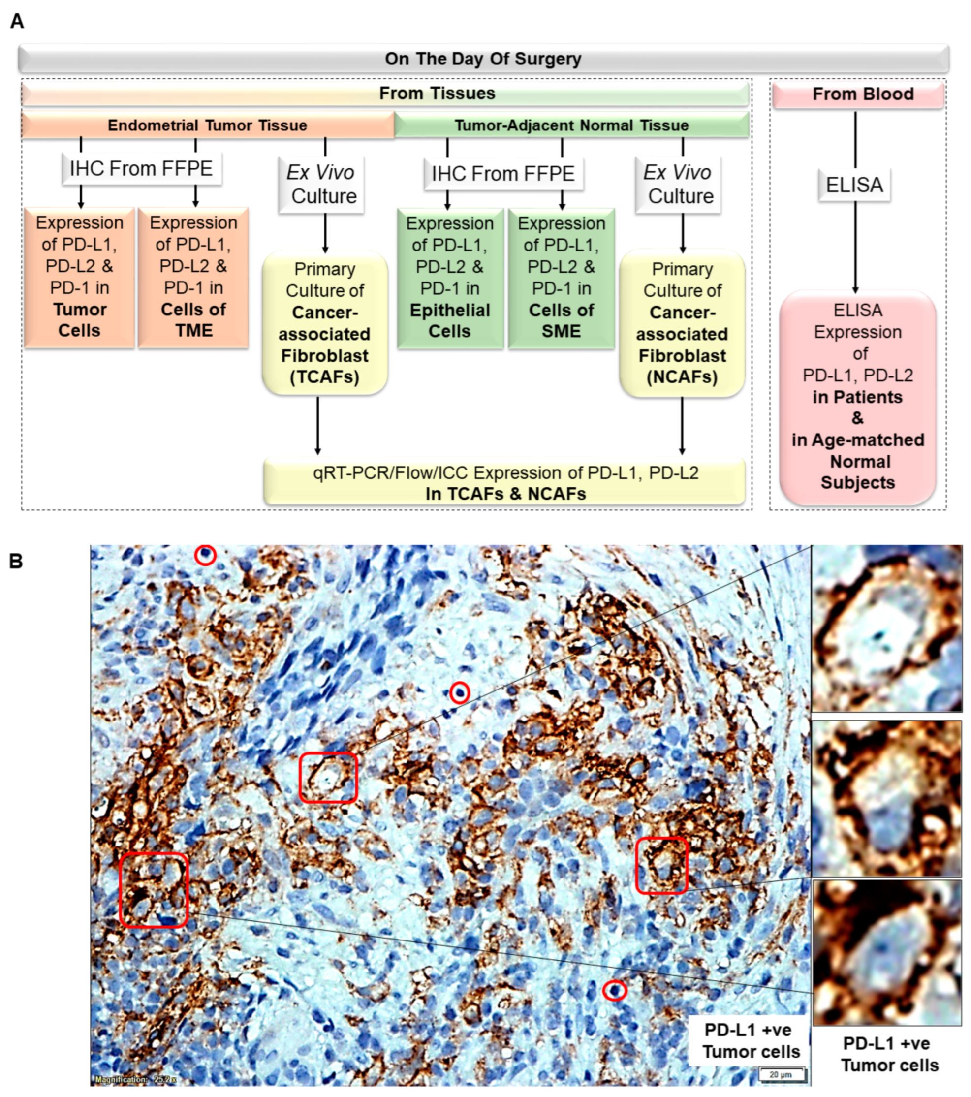 Ijms 24 11079 g001a Ijms 24 11079 g001a