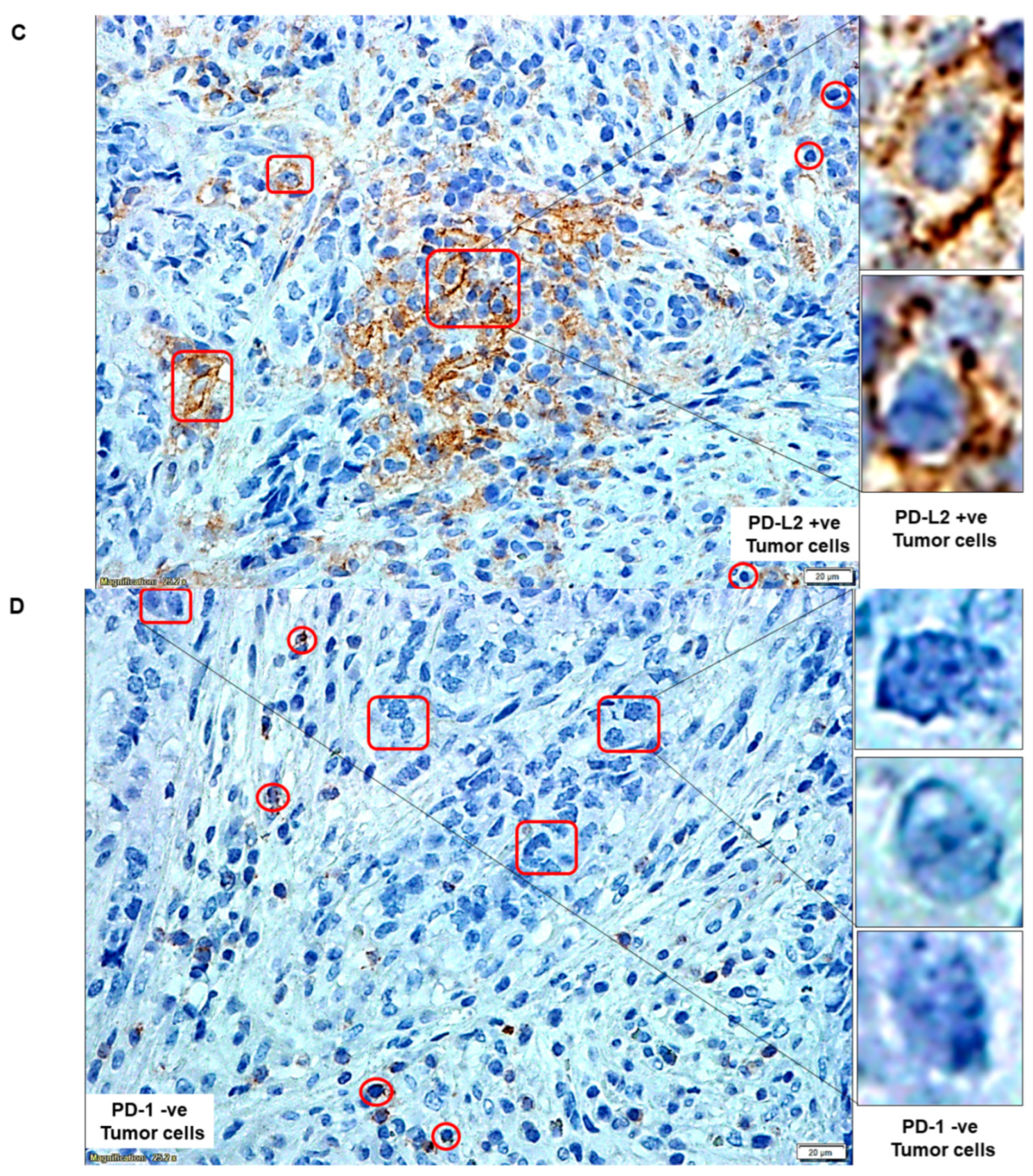 Ijms 24 11079 g001b Ijms 24 11079 g001b