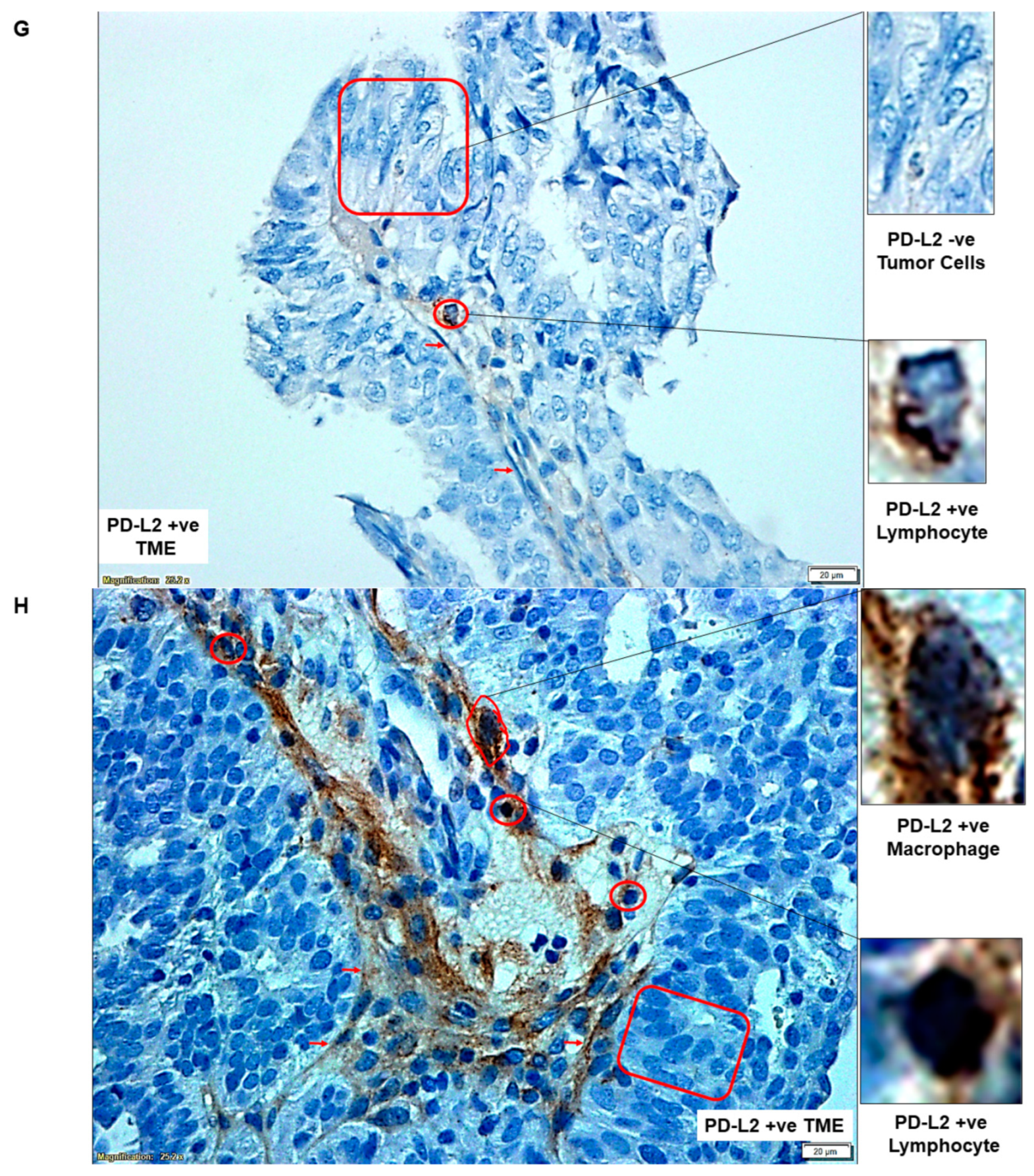 Ijms 24 11079 g001d Ijms 24 11079 g001d