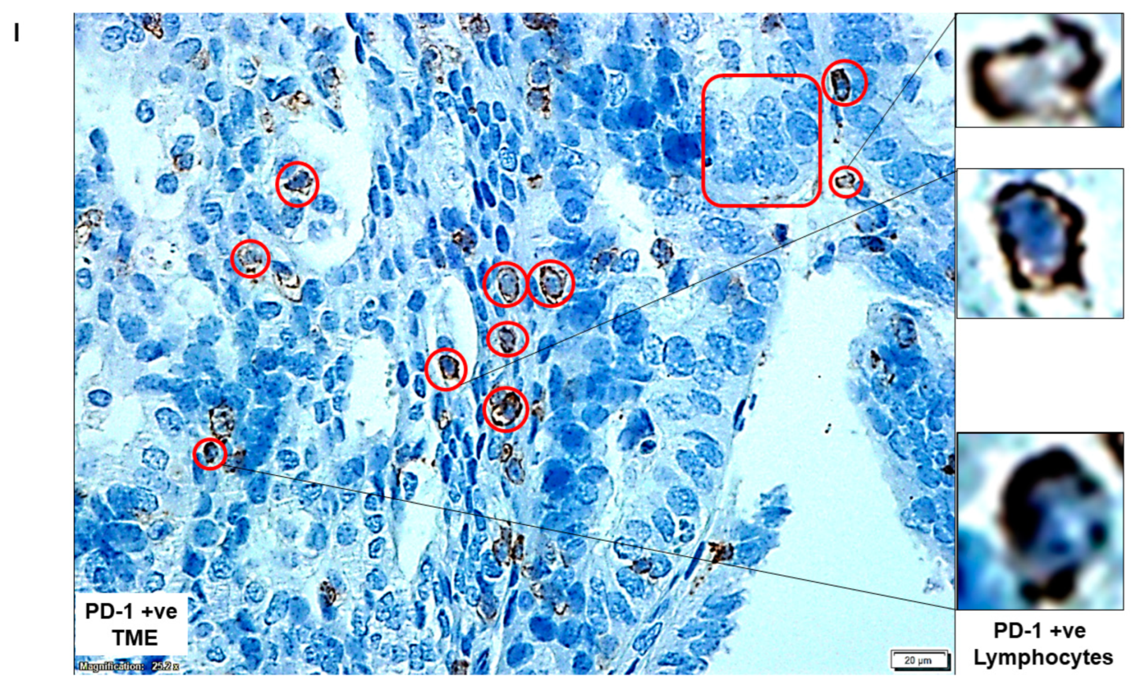 Ijms 24 11079 g001e Ijms 24 11079 g001e