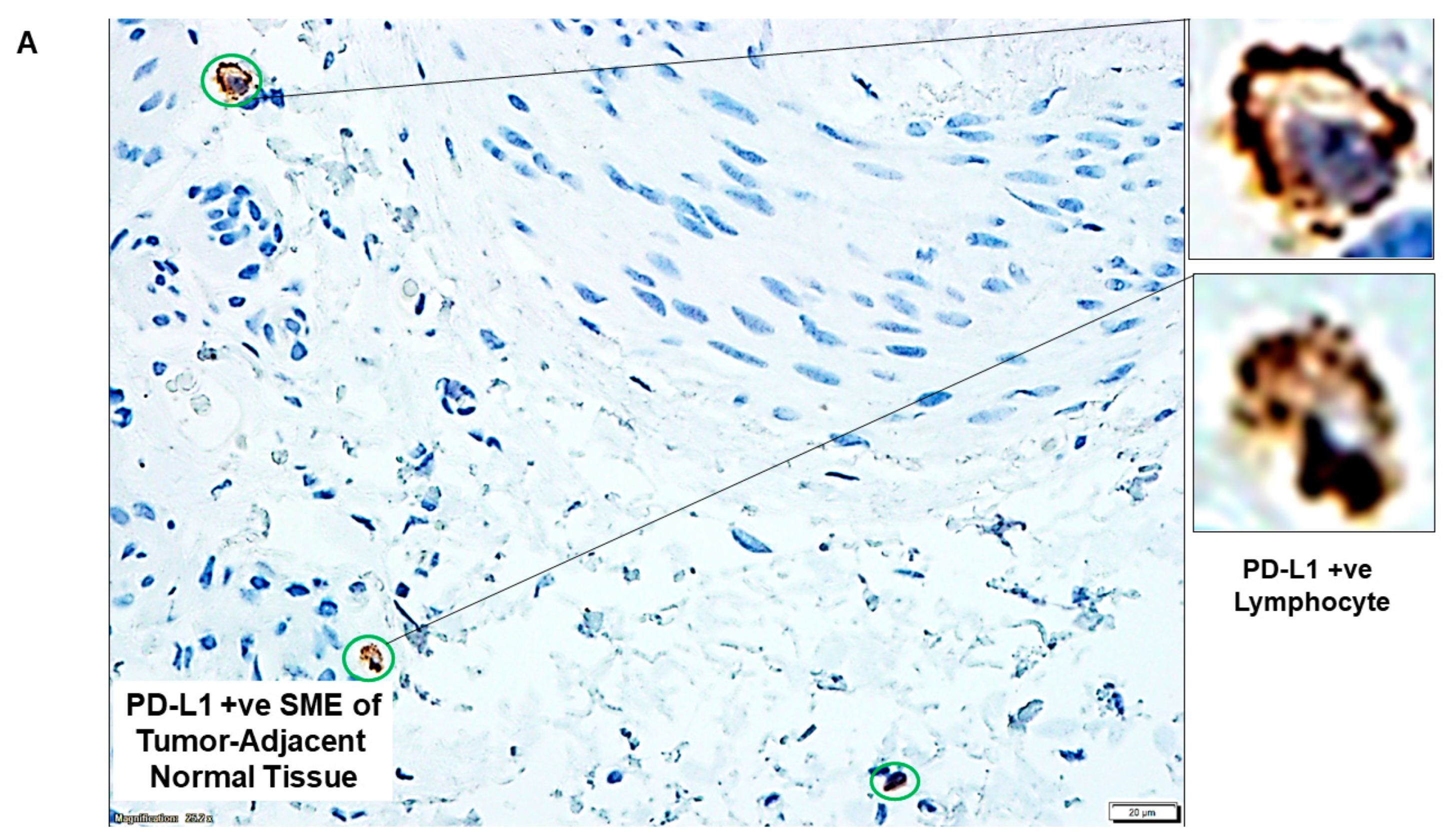 Ijms 24 11079 g002a Ijms 24 11079 g002a