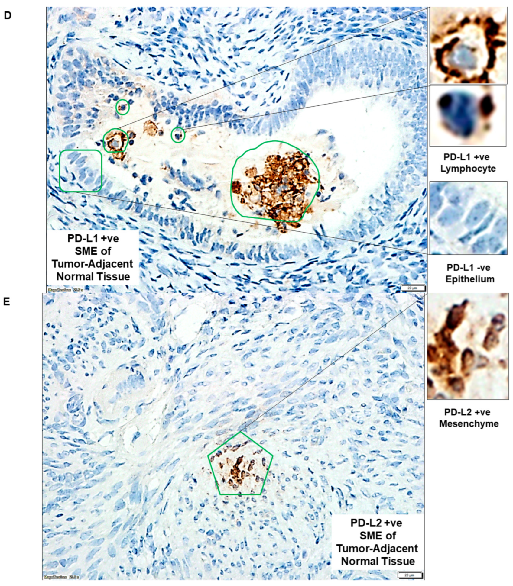 Ijms 24 11079 g002c Ijms 24 11079 g002c