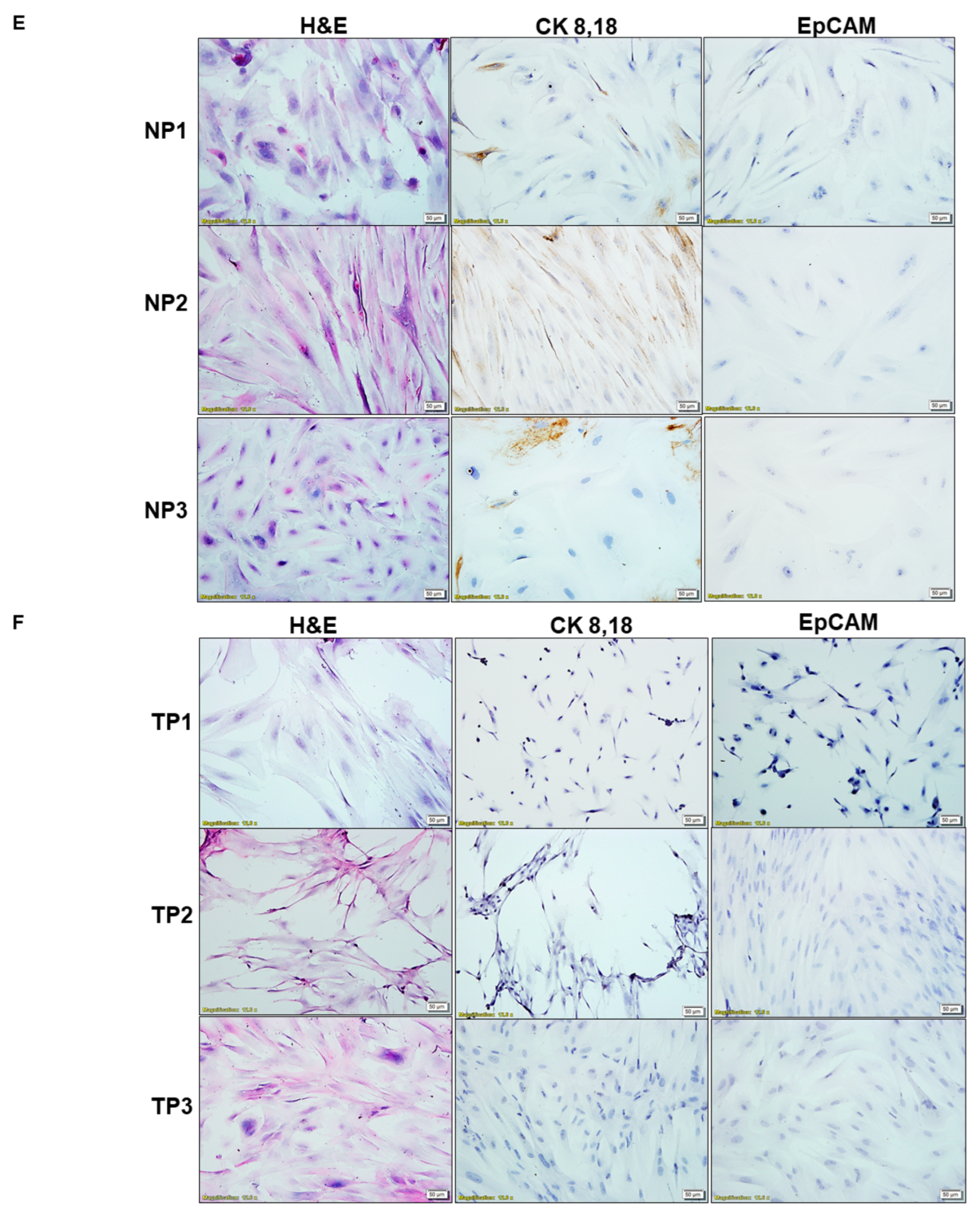 Ijms 24 11079 g003c Ijms 24 11079 g003c