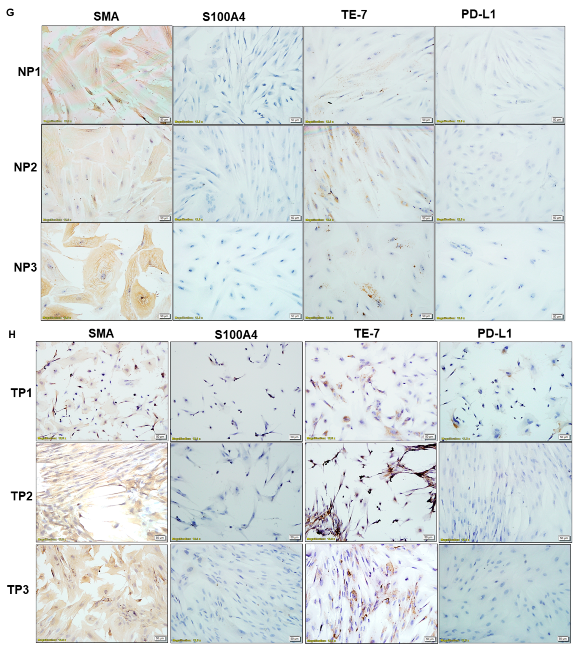 Ijms 24 11079 g003d Ijms 24 11079 g003d