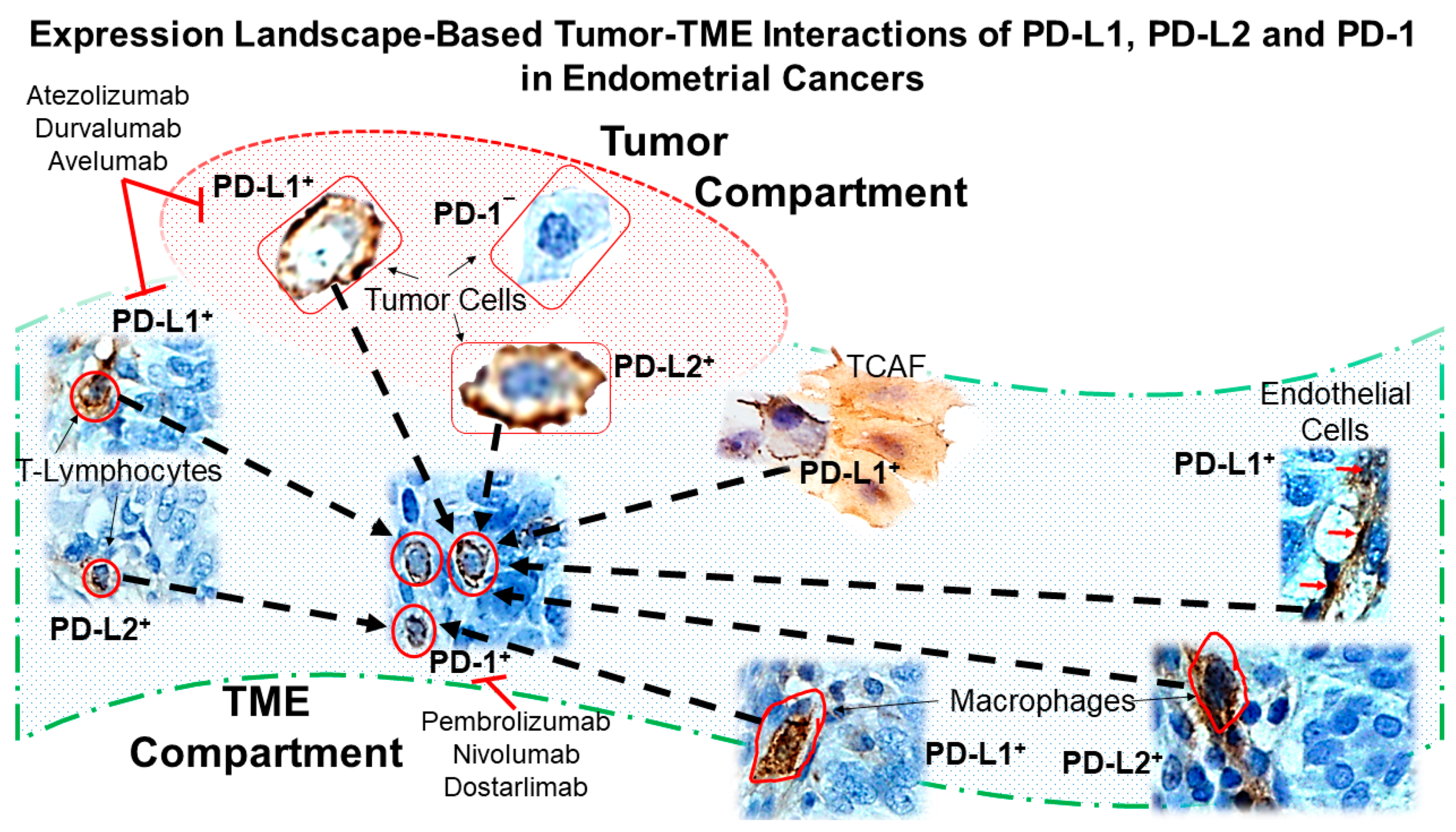 Ijms 24 11079 g009 Ijms 24 11079 g009