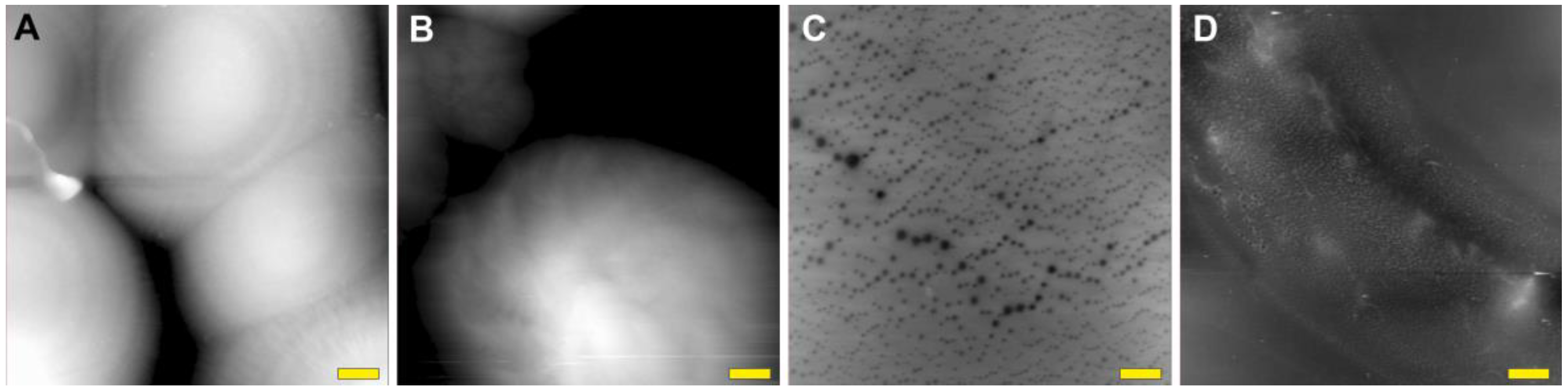 Ijms 24 11092 g005 Ijms 24 11092 g005