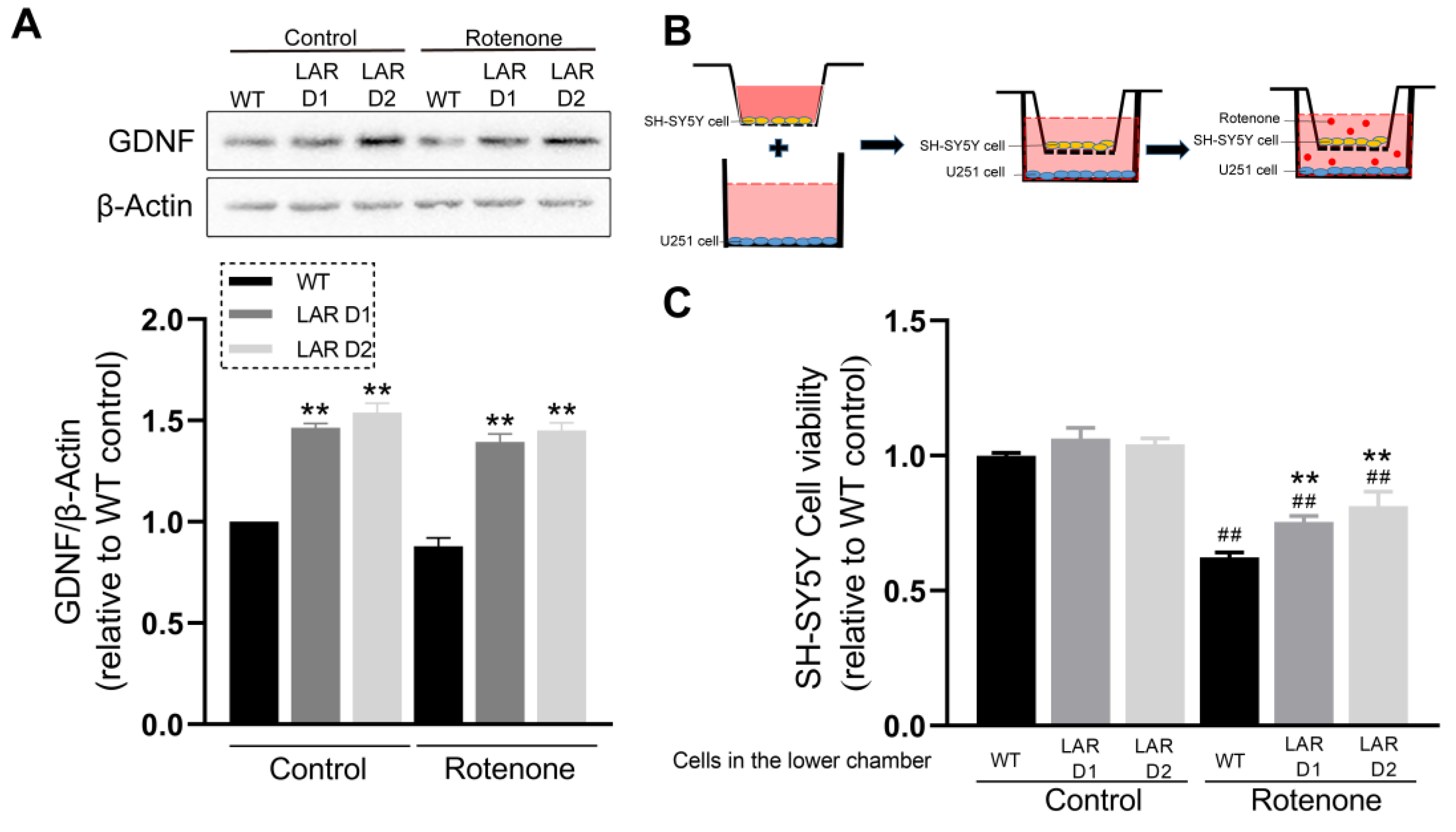 Ijms 24 11111 g006 Ijms 24 11111 g006