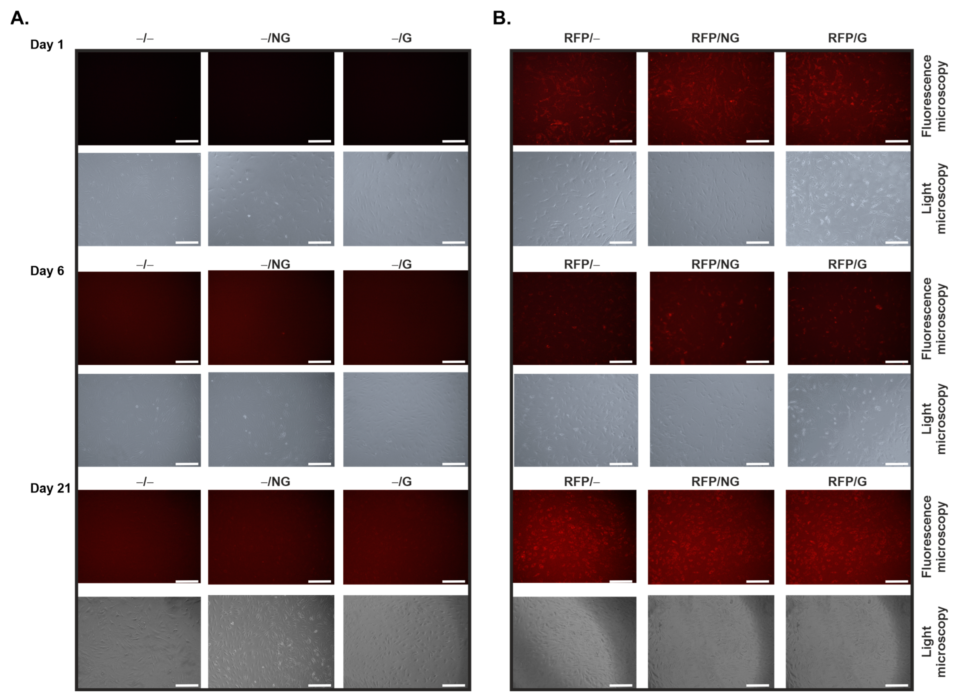 Ijms 24 11140 g001 Ijms 24 11140 g001