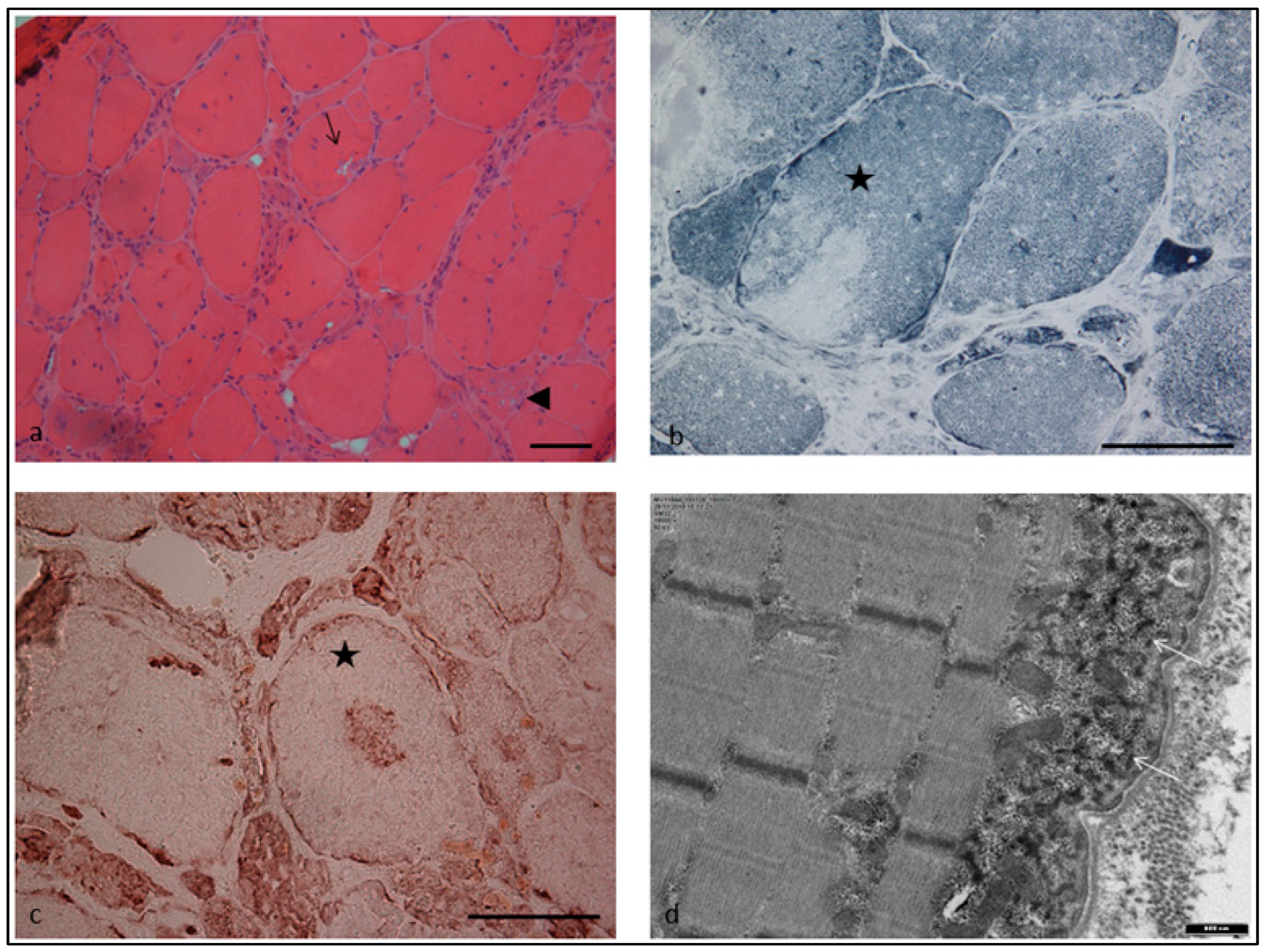 Ijms 24 11181 g002 Ijms 24 11181 g002