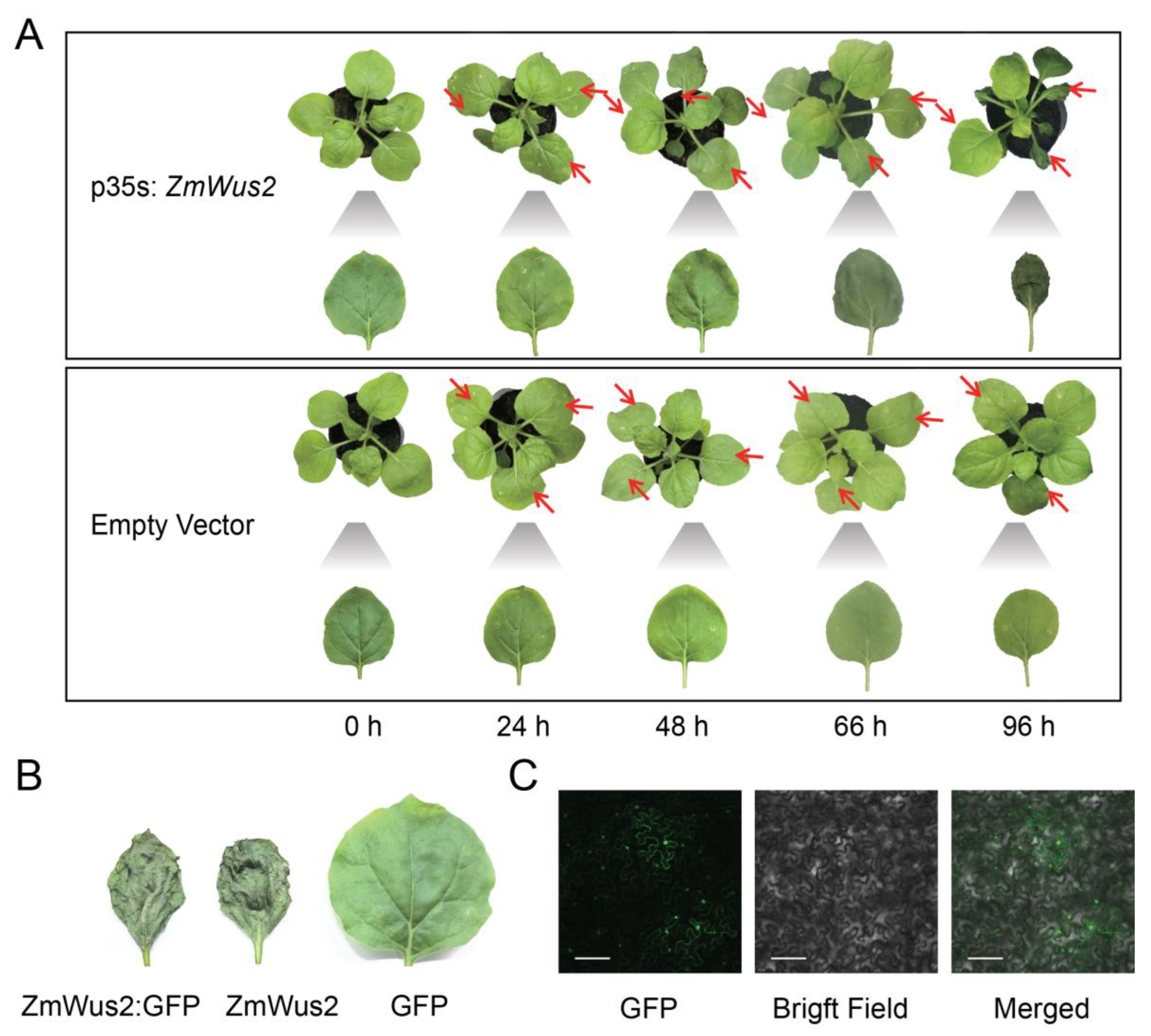 Ijms 24 11190 g001 Ijms 24 11190 g001