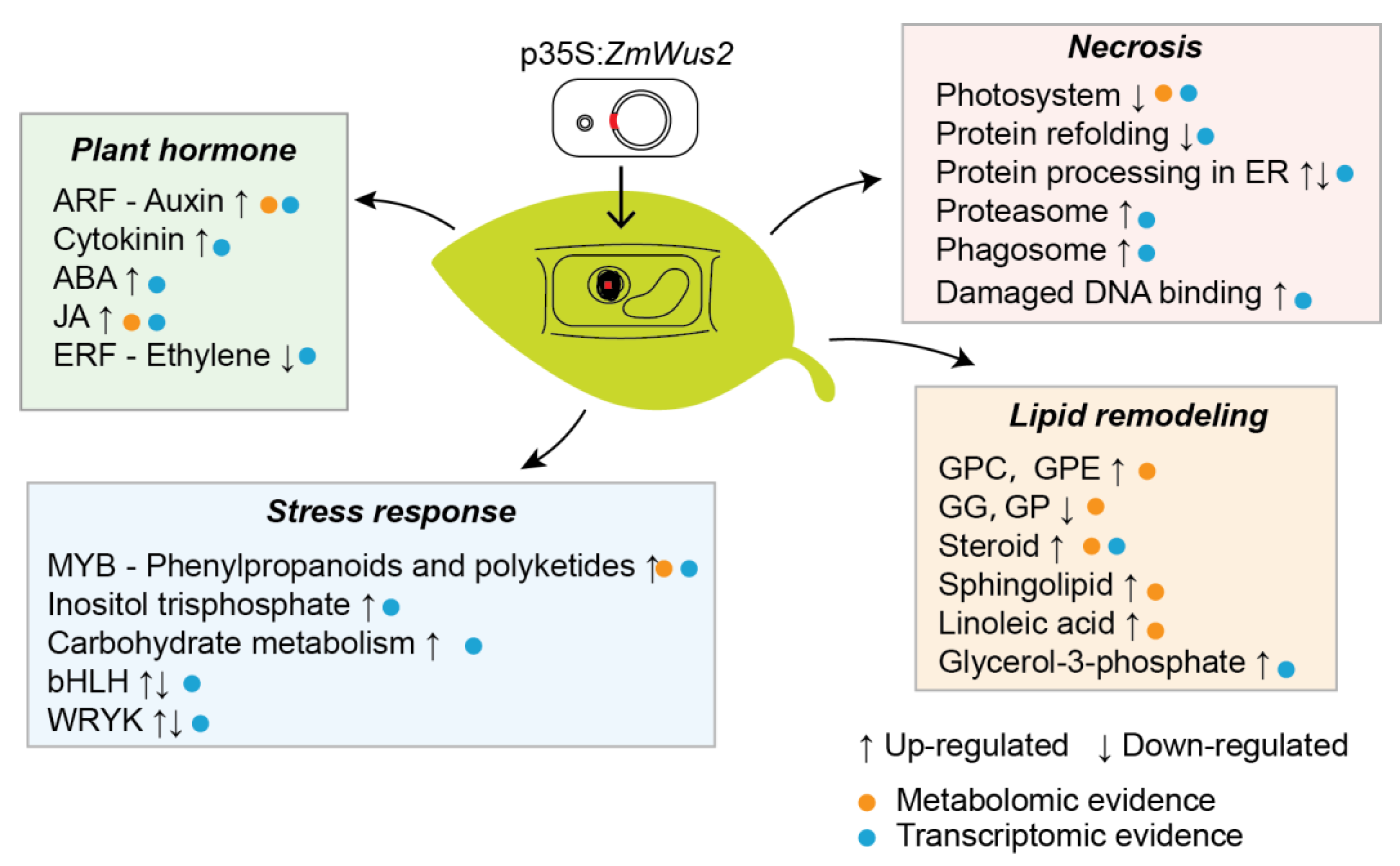 Ijms 24 11190 g010 Ijms 24 11190 g010