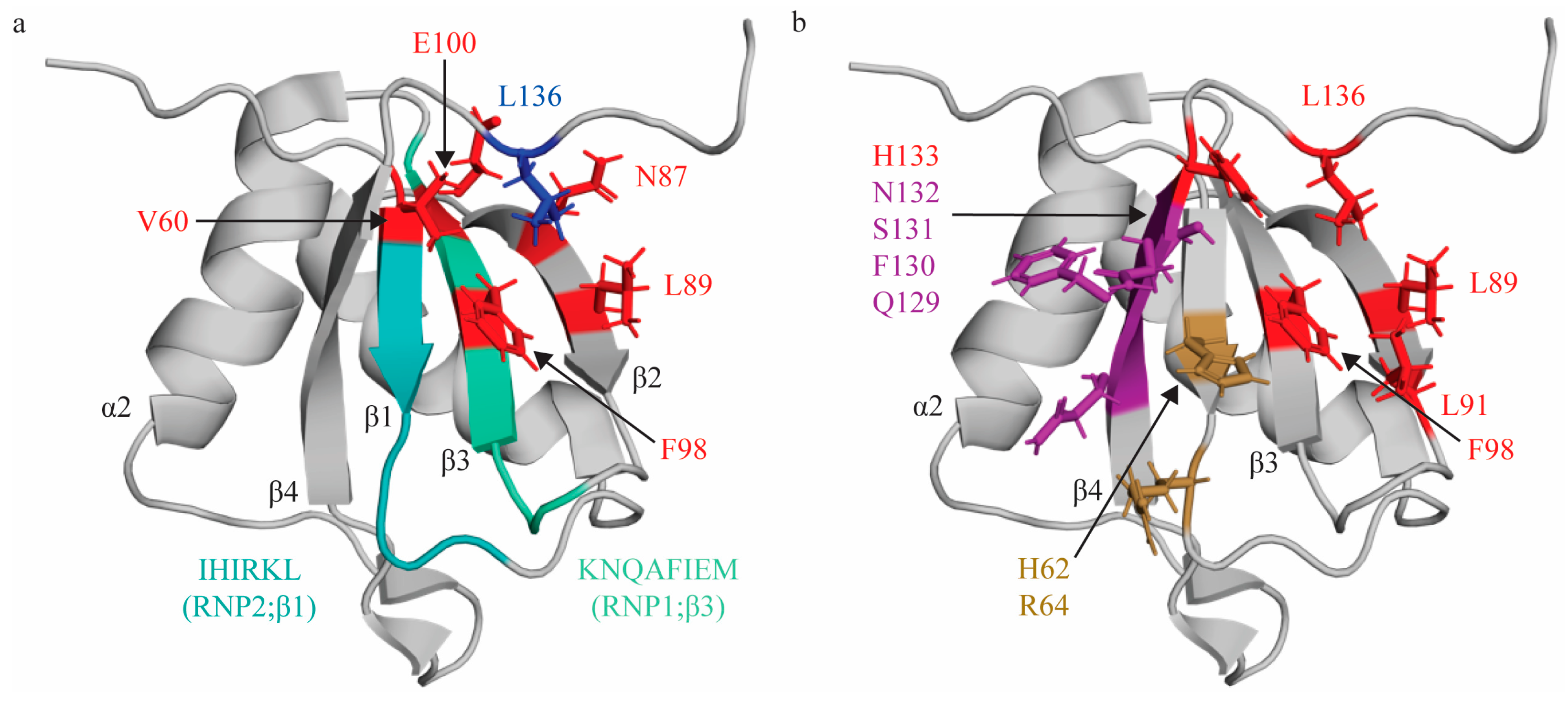 Ijms 24 11218 g001 Ijms 24 11218 g001