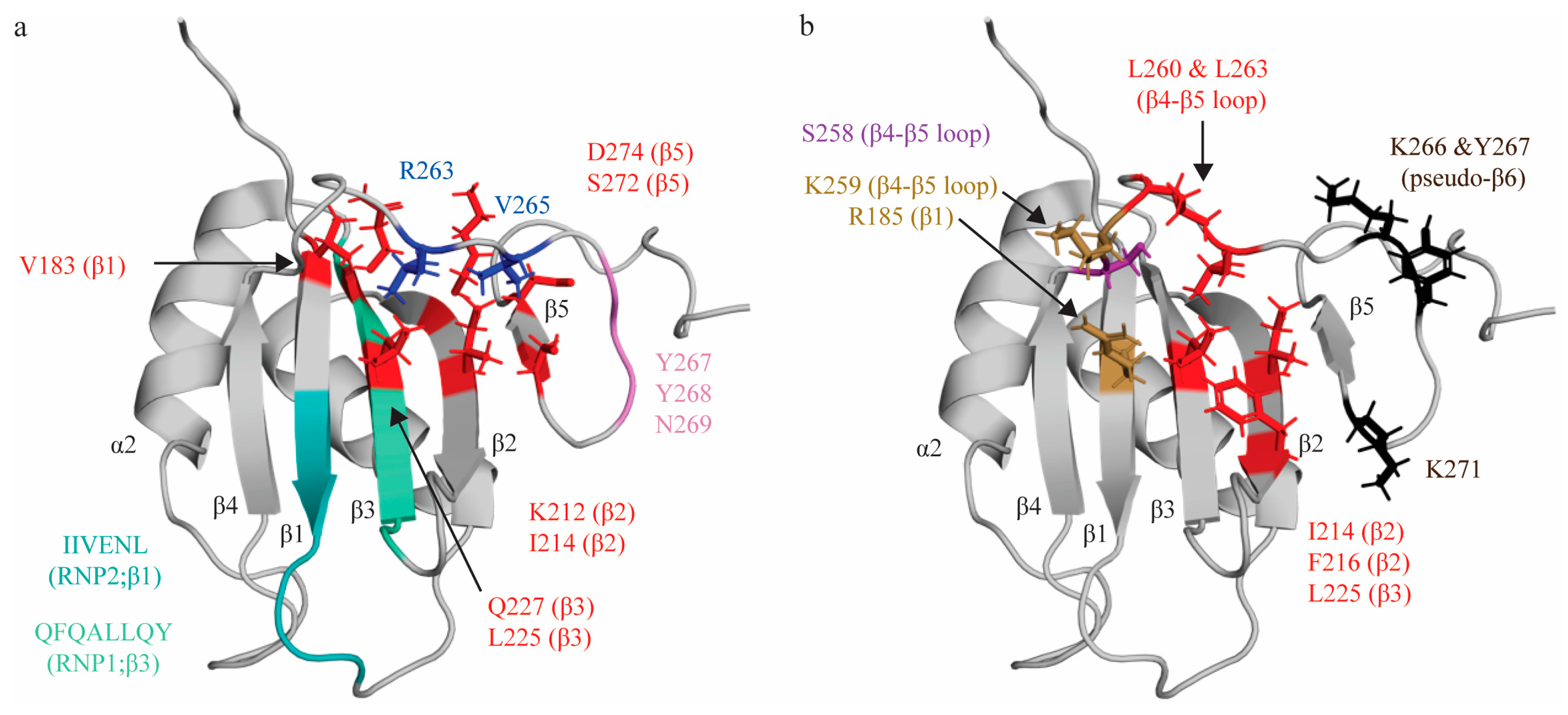 Ijms 24 11218 g002 Ijms 24 11218 g002