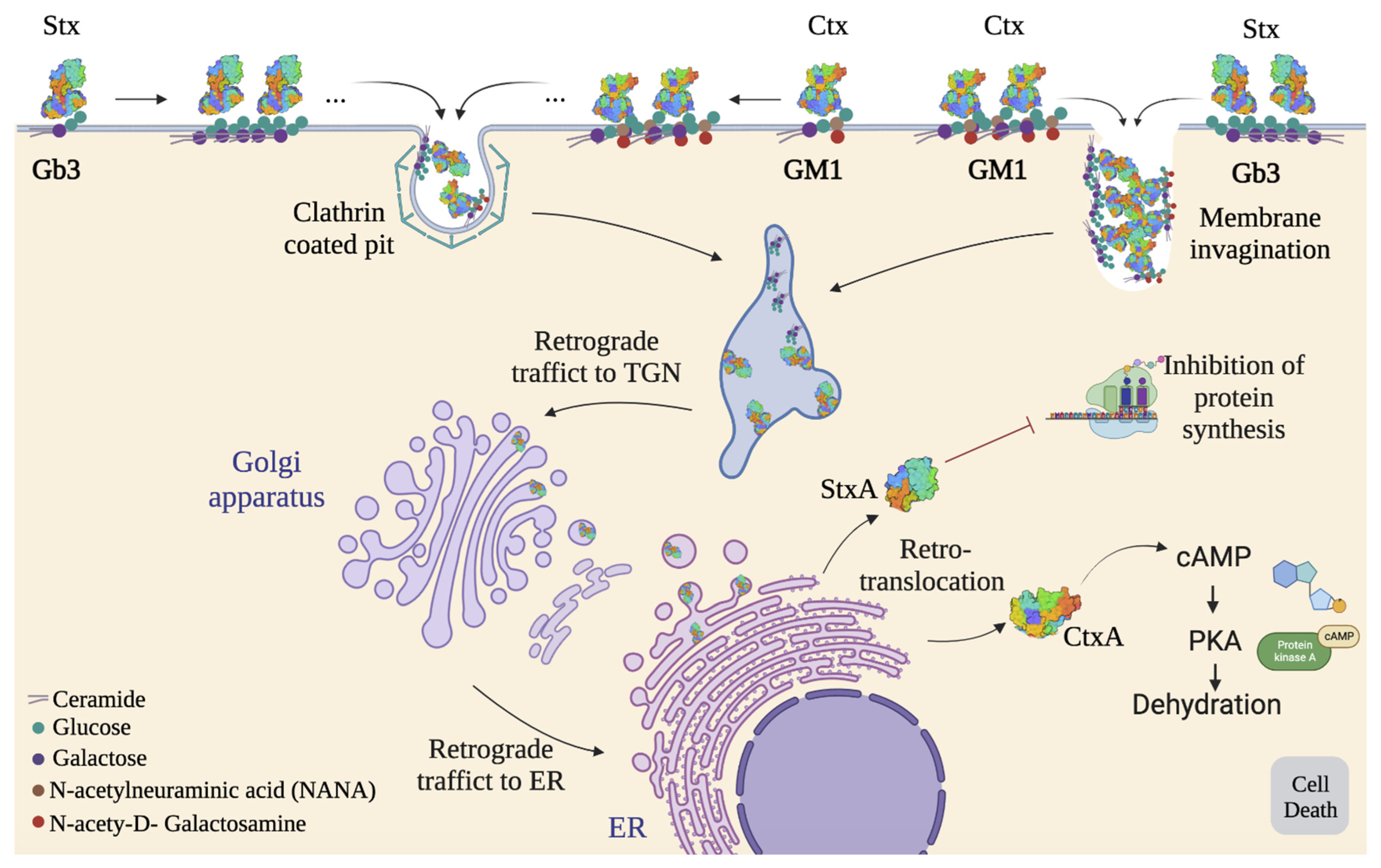 Ijms 24 11227 g008 Ijms 24 11227 g008