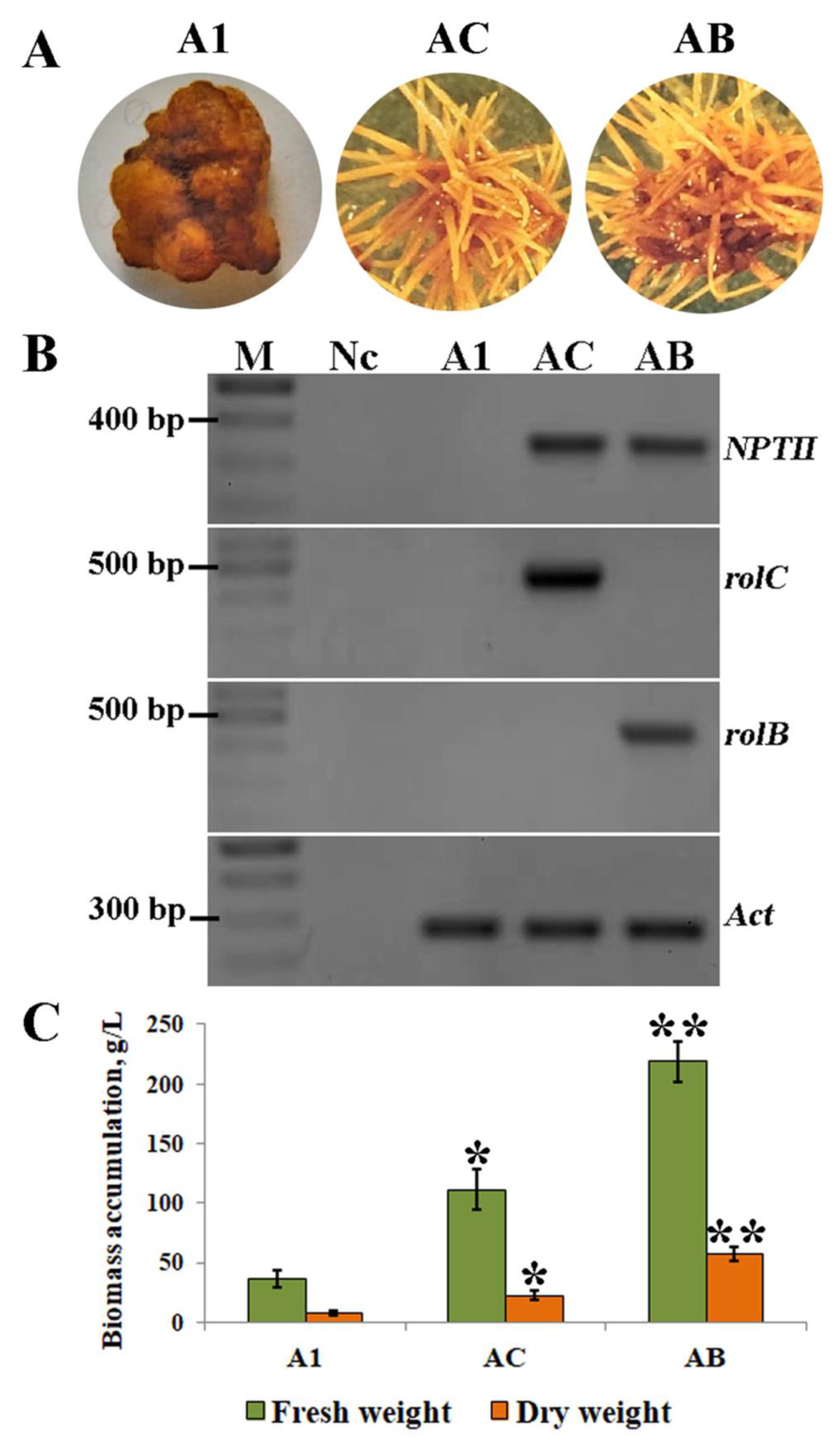 Ijms 24 11240 g001 Ijms 24 11240 g001