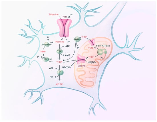 Ijms 24 11296 g002 Ijms 24 11296 g002