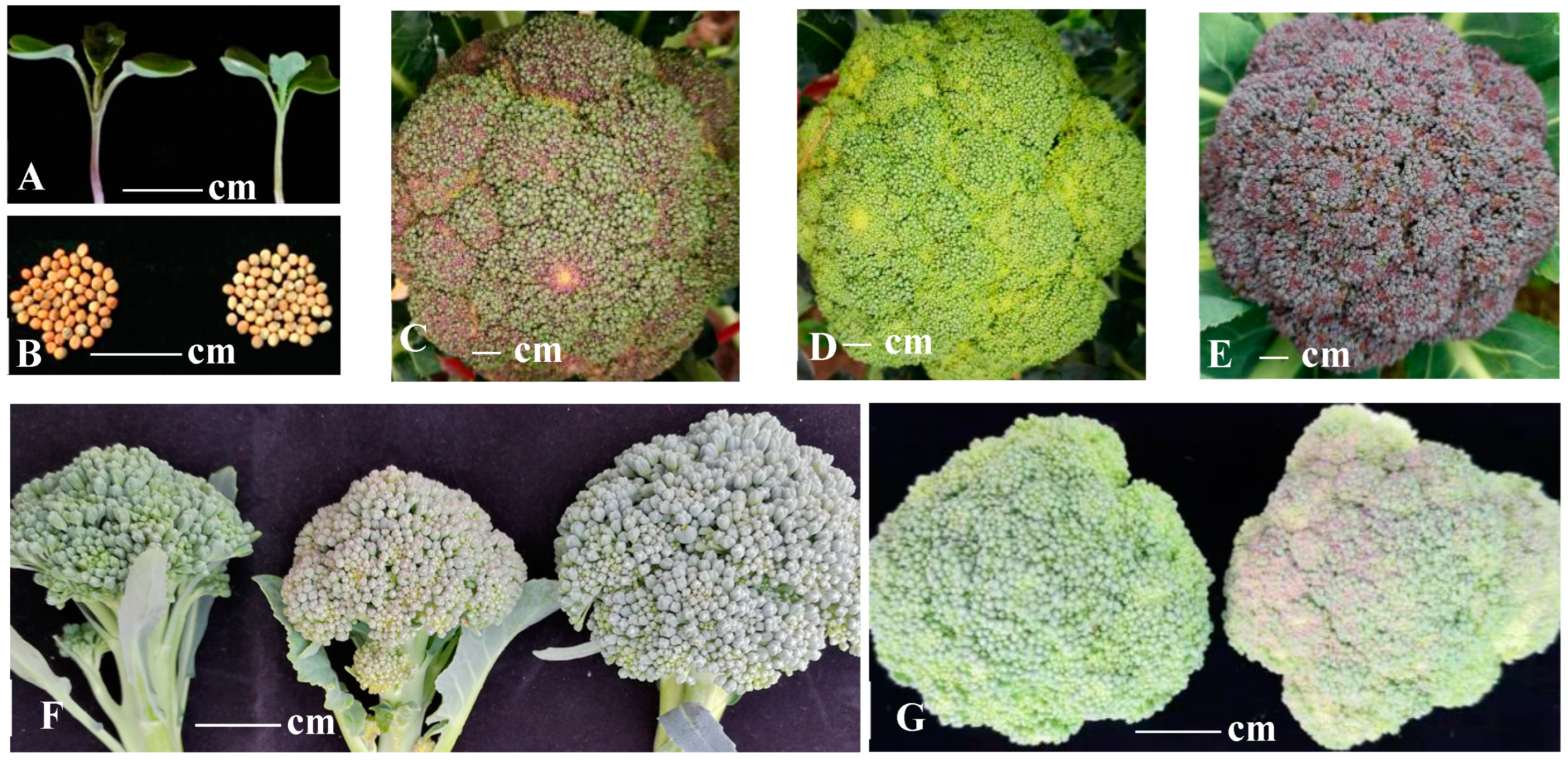 Ijms 24 11391 g001 Ijms 24 11391 g001