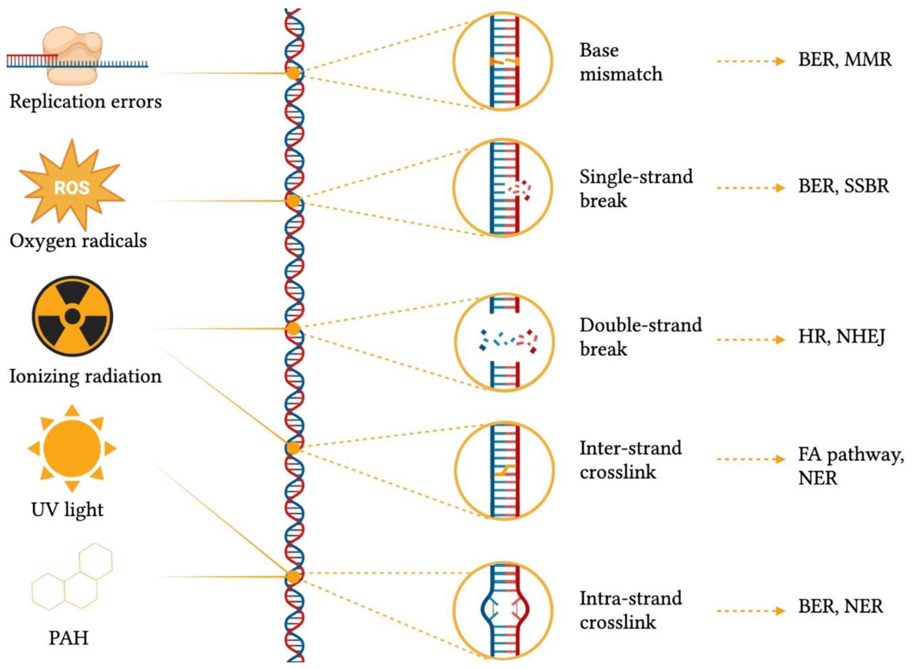 Ijms 24 11437 g002 Ijms 24 11437 g002