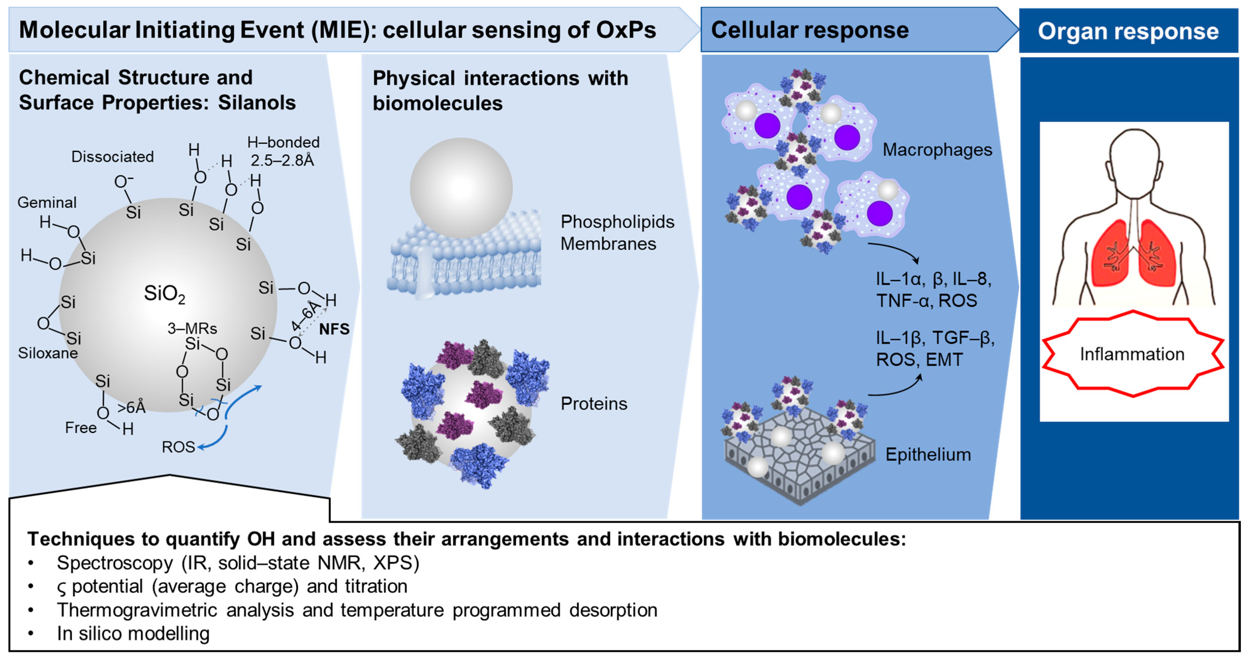 Ijms 24 11482 g002 Ijms 24 11482 g002