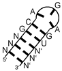 Ijms 24 11536 i003