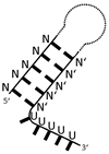 Ijms 24 11536 i004