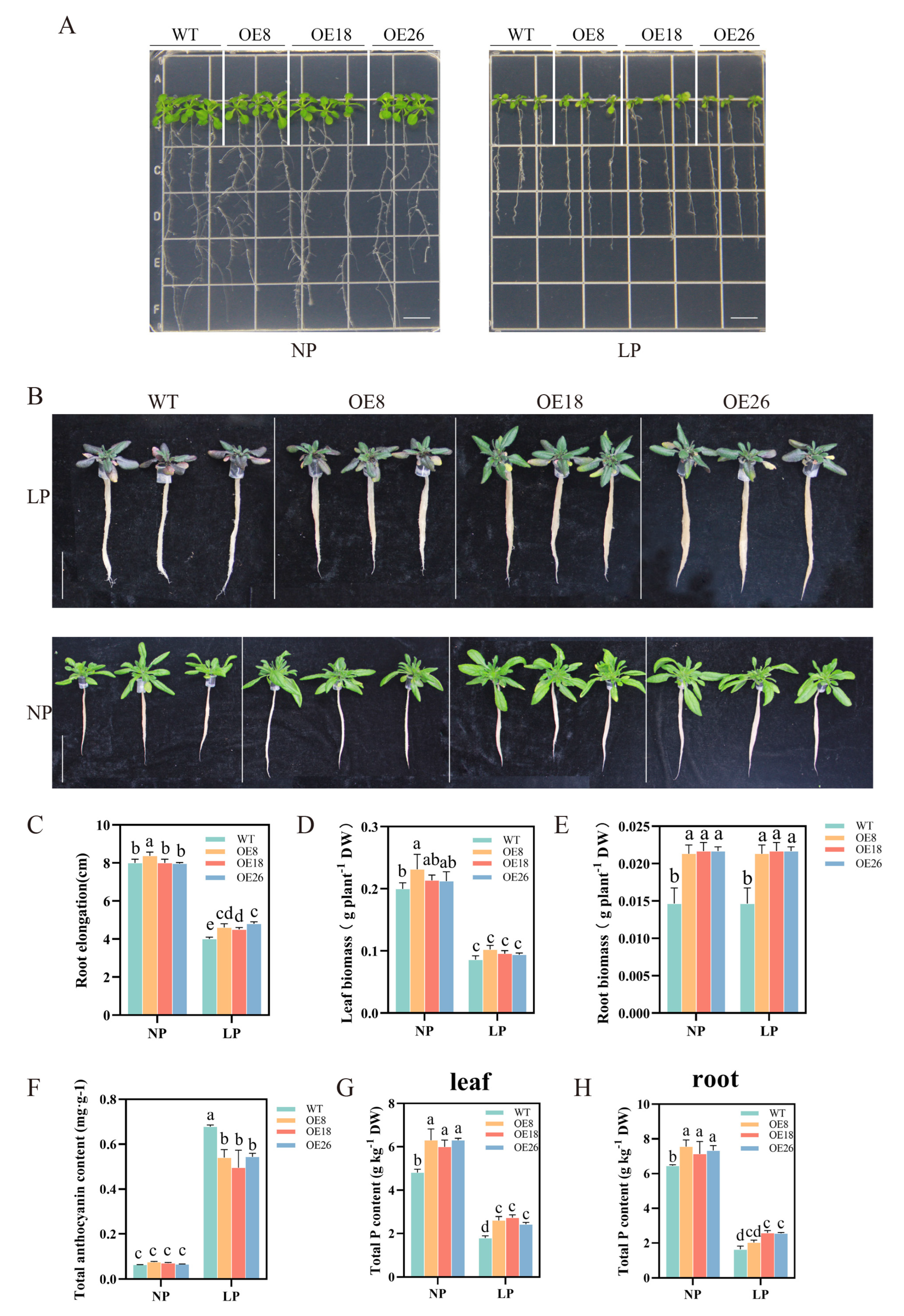 Ijms 24 11552 g007 Ijms 24 11552 g007