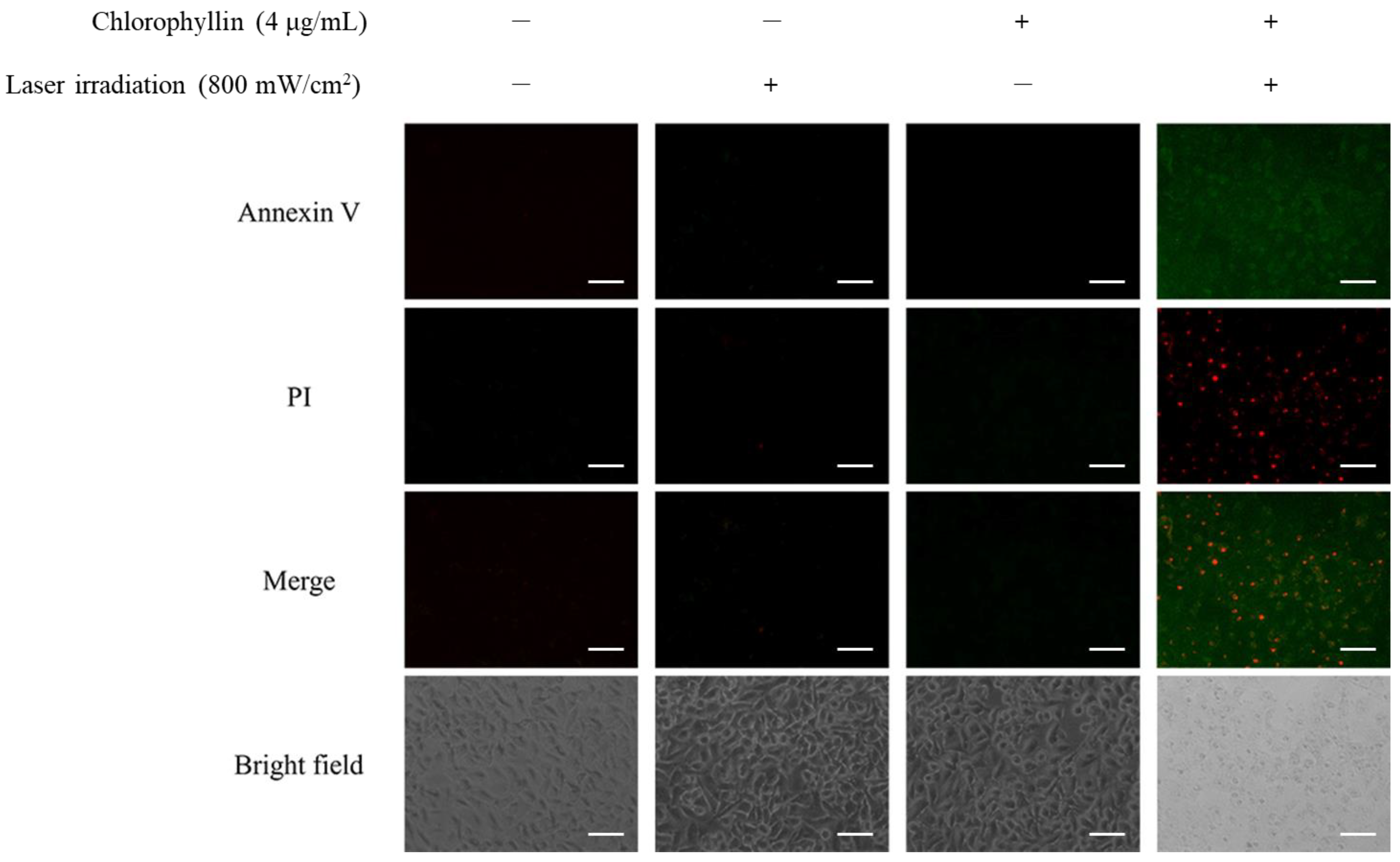 Ijms 24 11565 g006