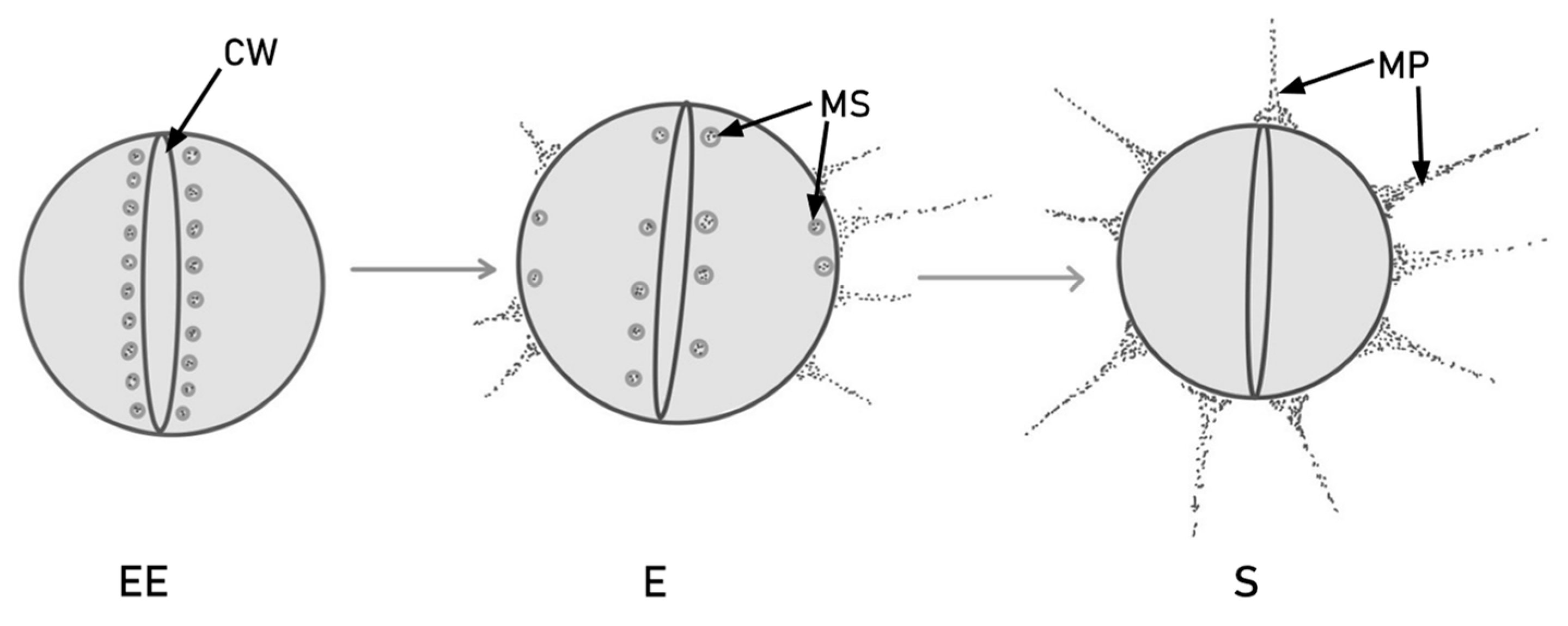 Ijms 24 11577 g001 Ijms 24 11577 g001