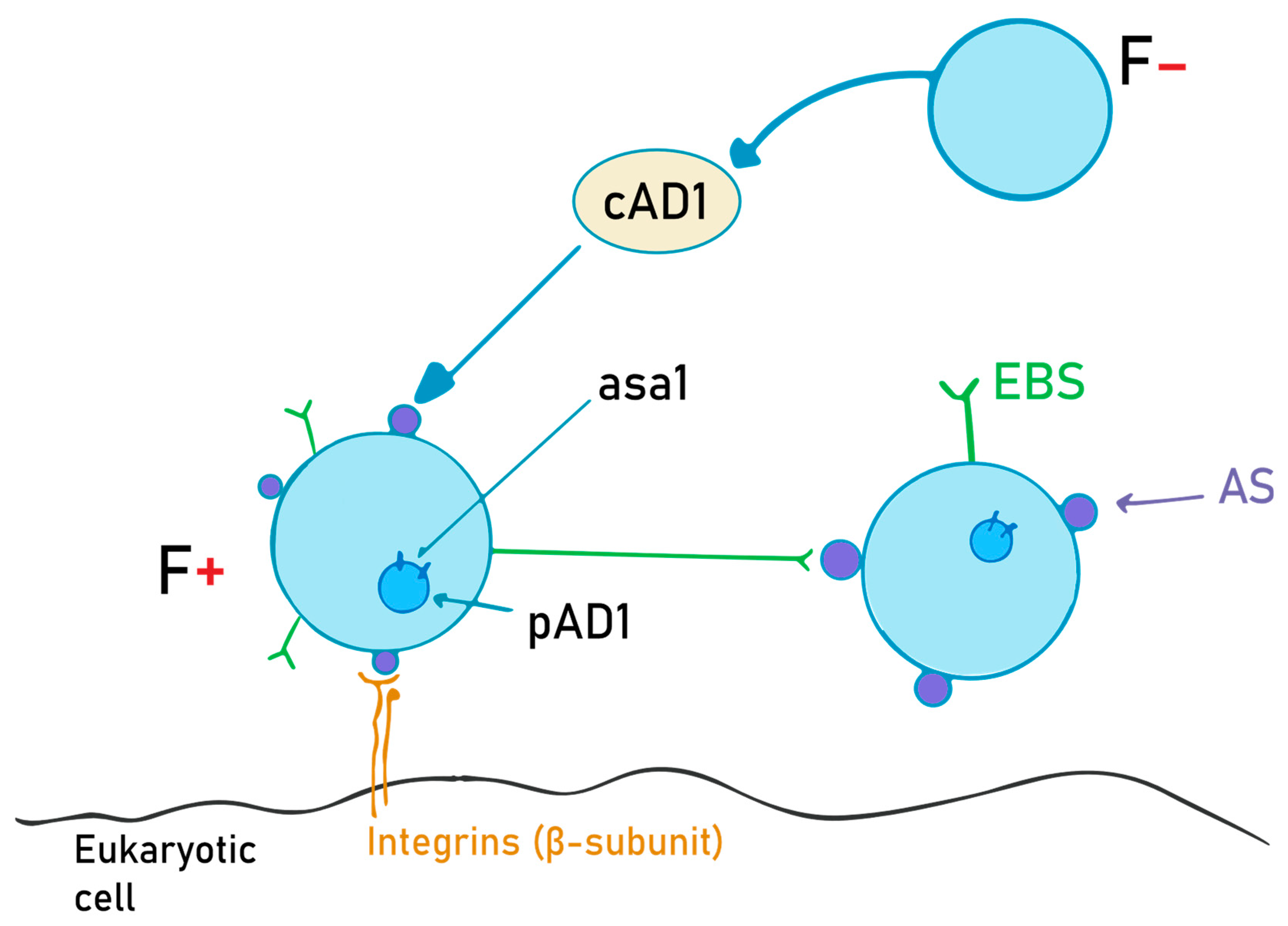 Ijms 24 11577 g002 Ijms 24 11577 g002
