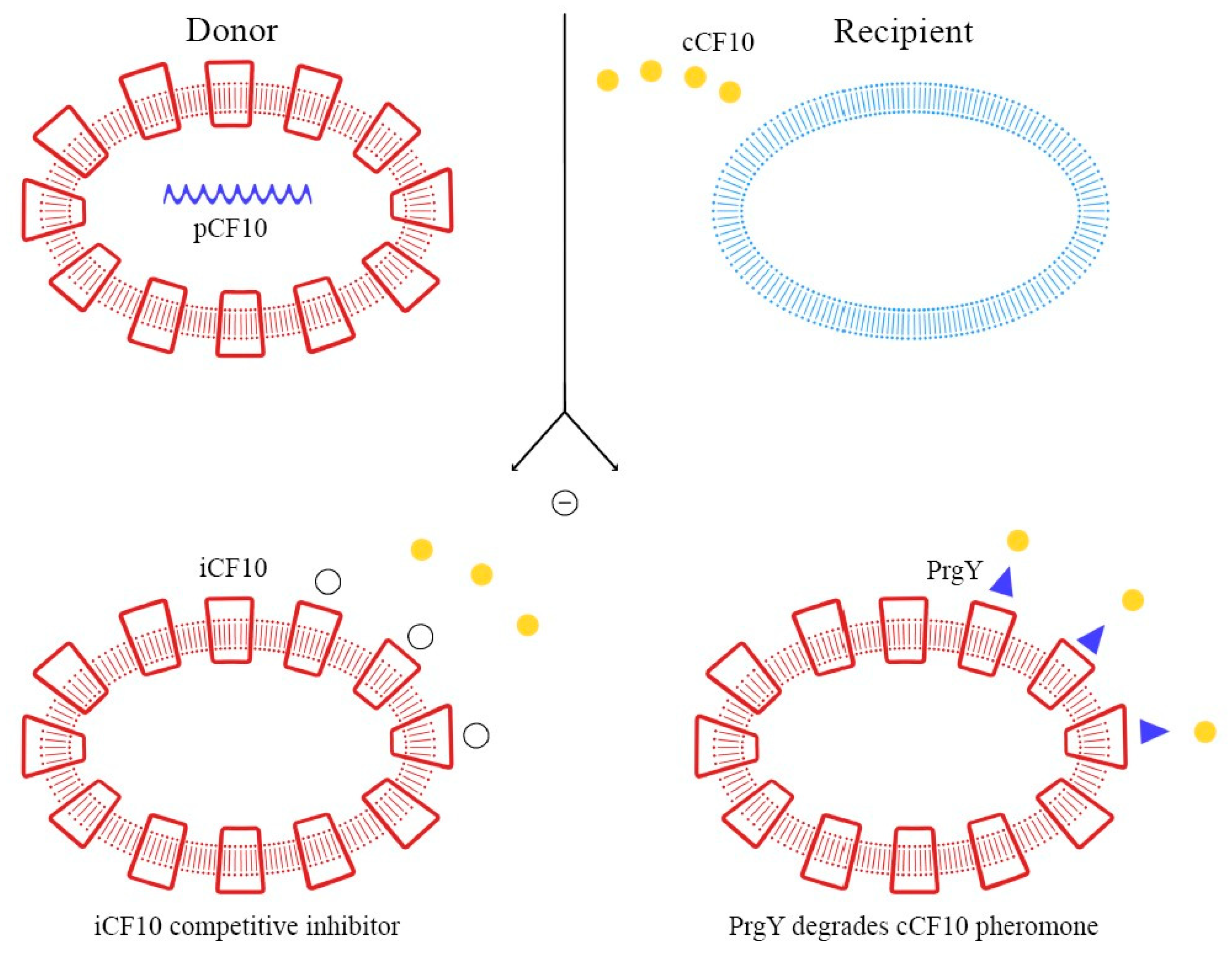 Ijms 24 11577 g003 Ijms 24 11577 g003