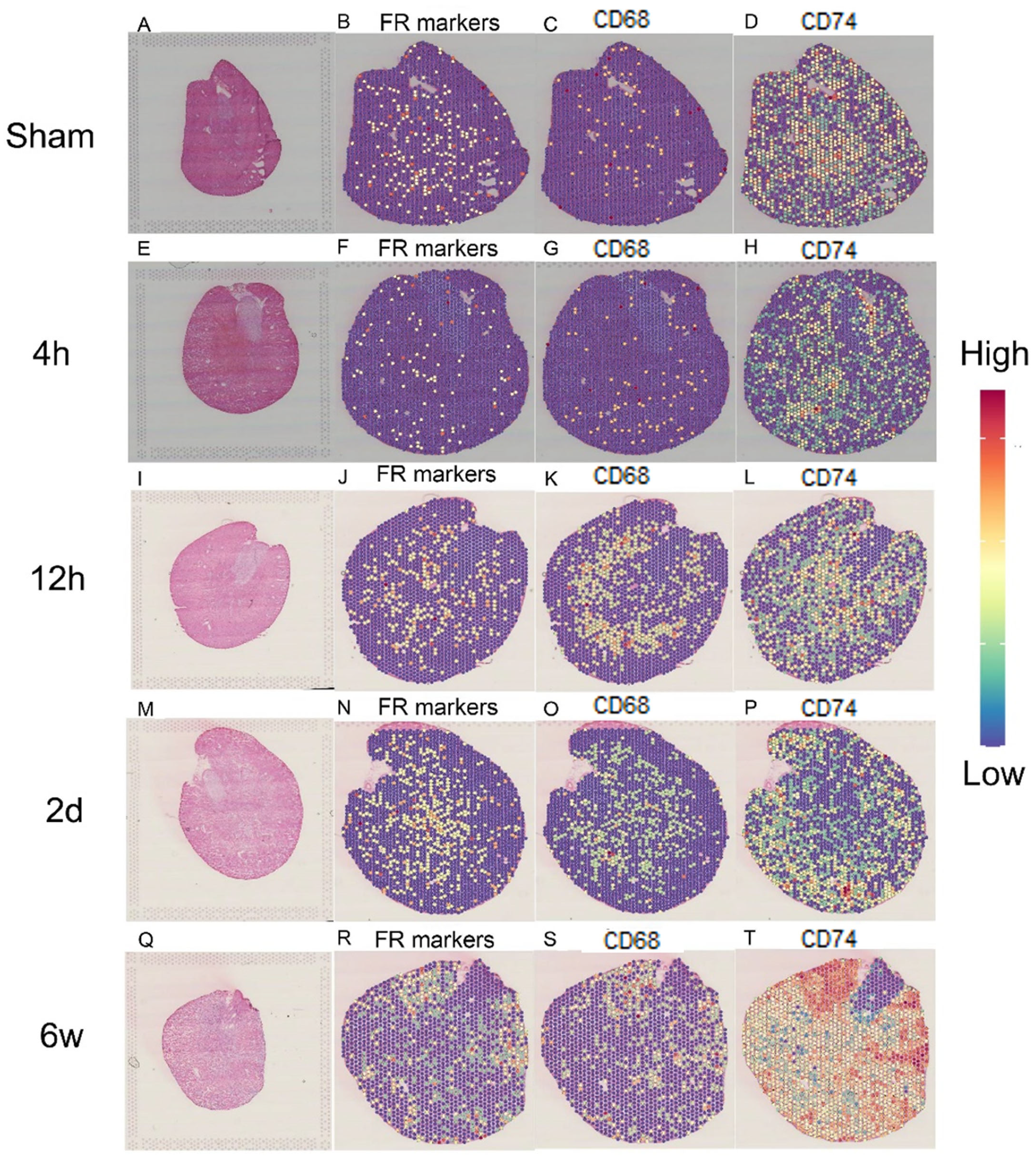 Ijms 24 11617 g007 Ijms 24 11617 g007