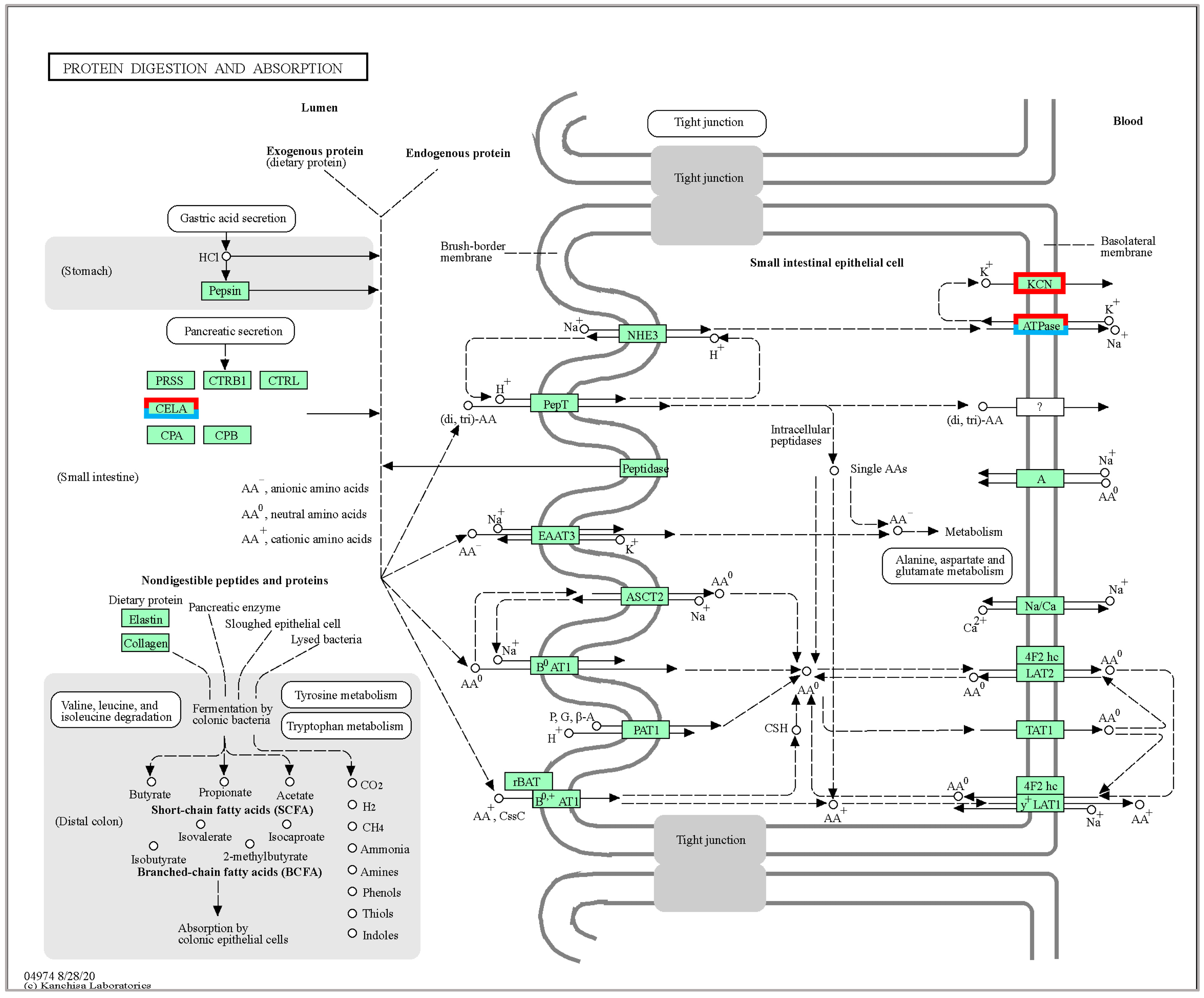 Ijms 24 11622 g005 Ijms 24 11622 g005