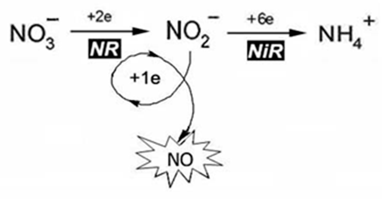 Ijms 24 11637 g004 Ijms 24 11637 g004