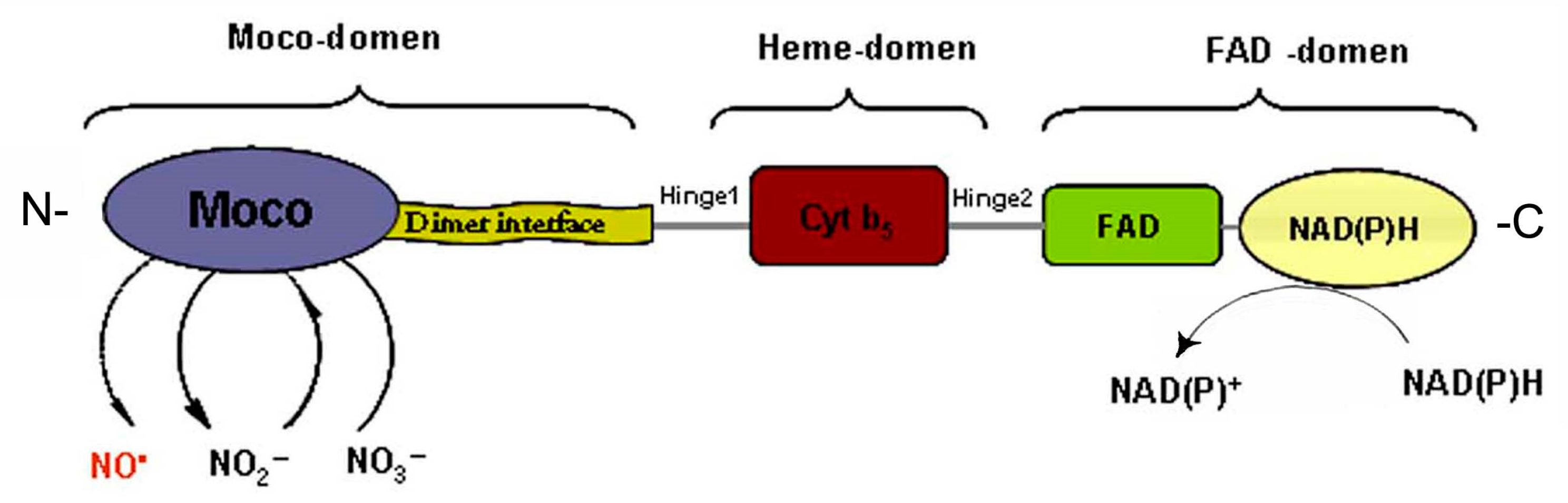 Ijms 24 11637 g005 Ijms 24 11637 g005