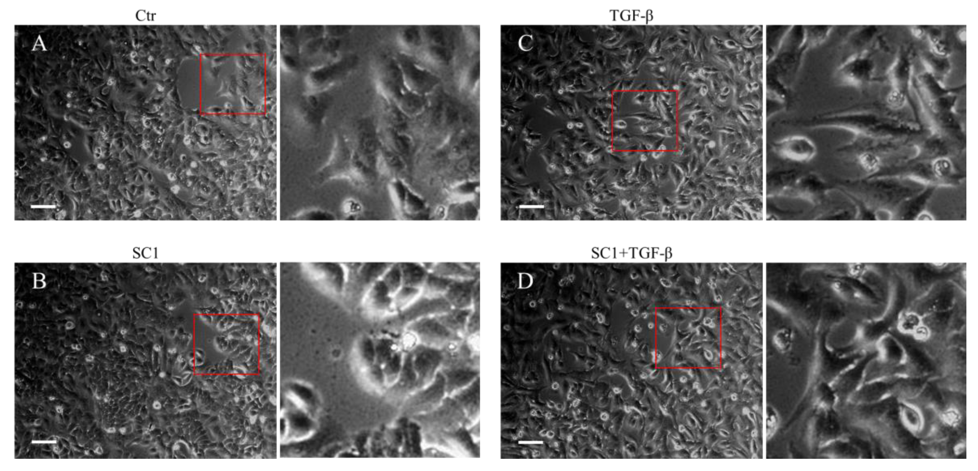 Ijms 24 11656 g002 Ijms 24 11656 g002