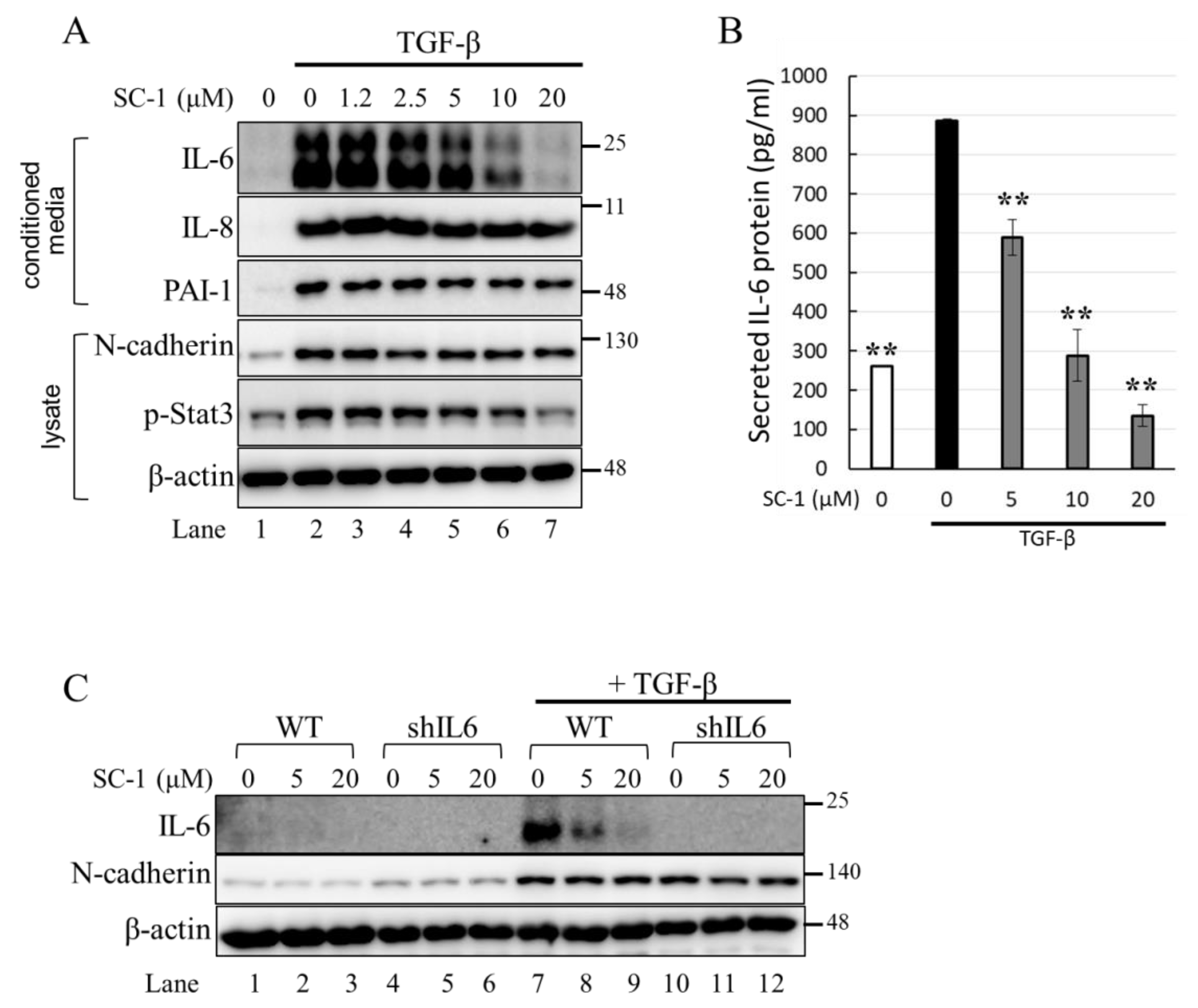 Ijms 24 11656 g003 Ijms 24 11656 g003