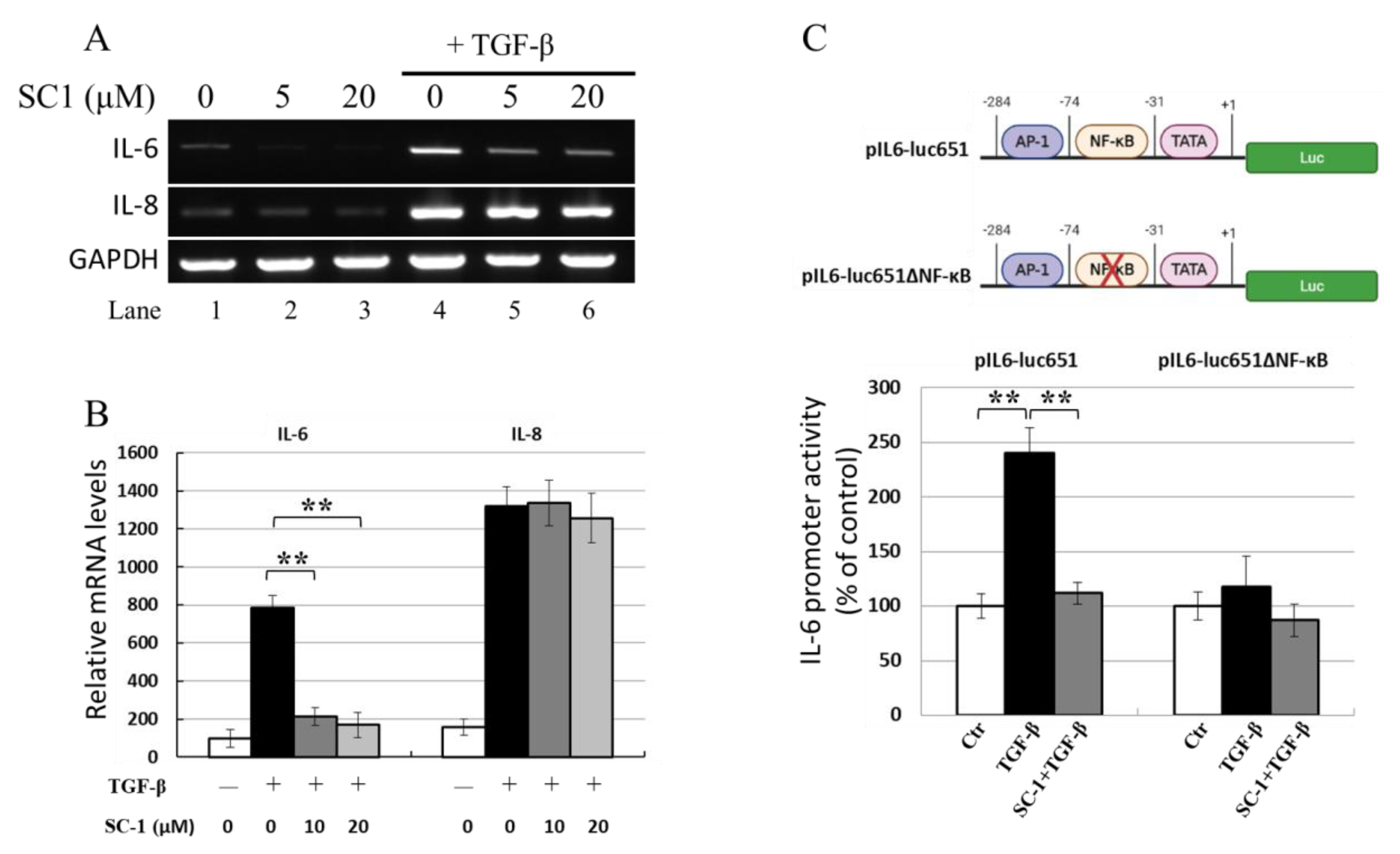 Ijms 24 11656 g004 Ijms 24 11656 g004