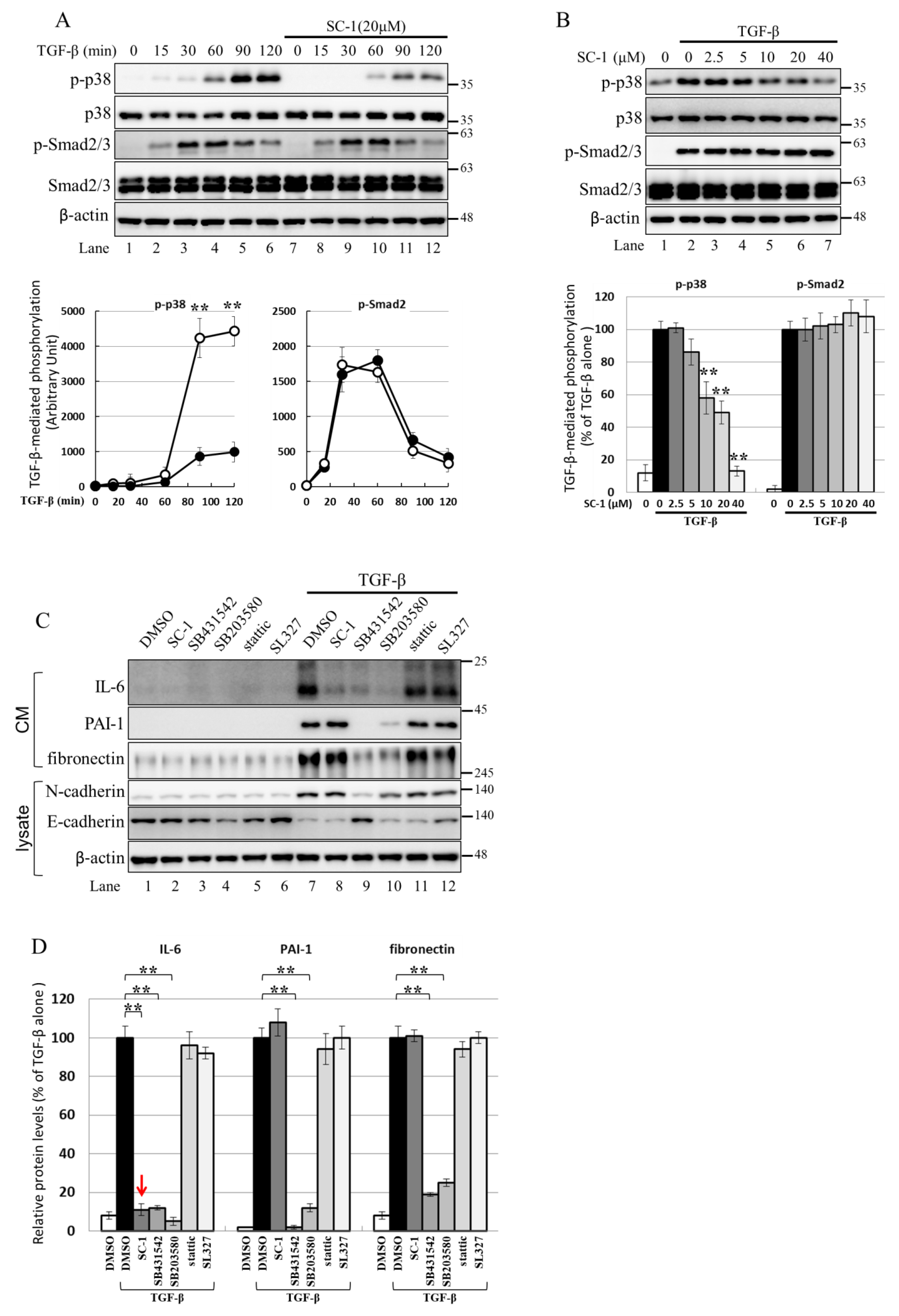 Ijms 24 11656 g006 Ijms 24 11656 g006
