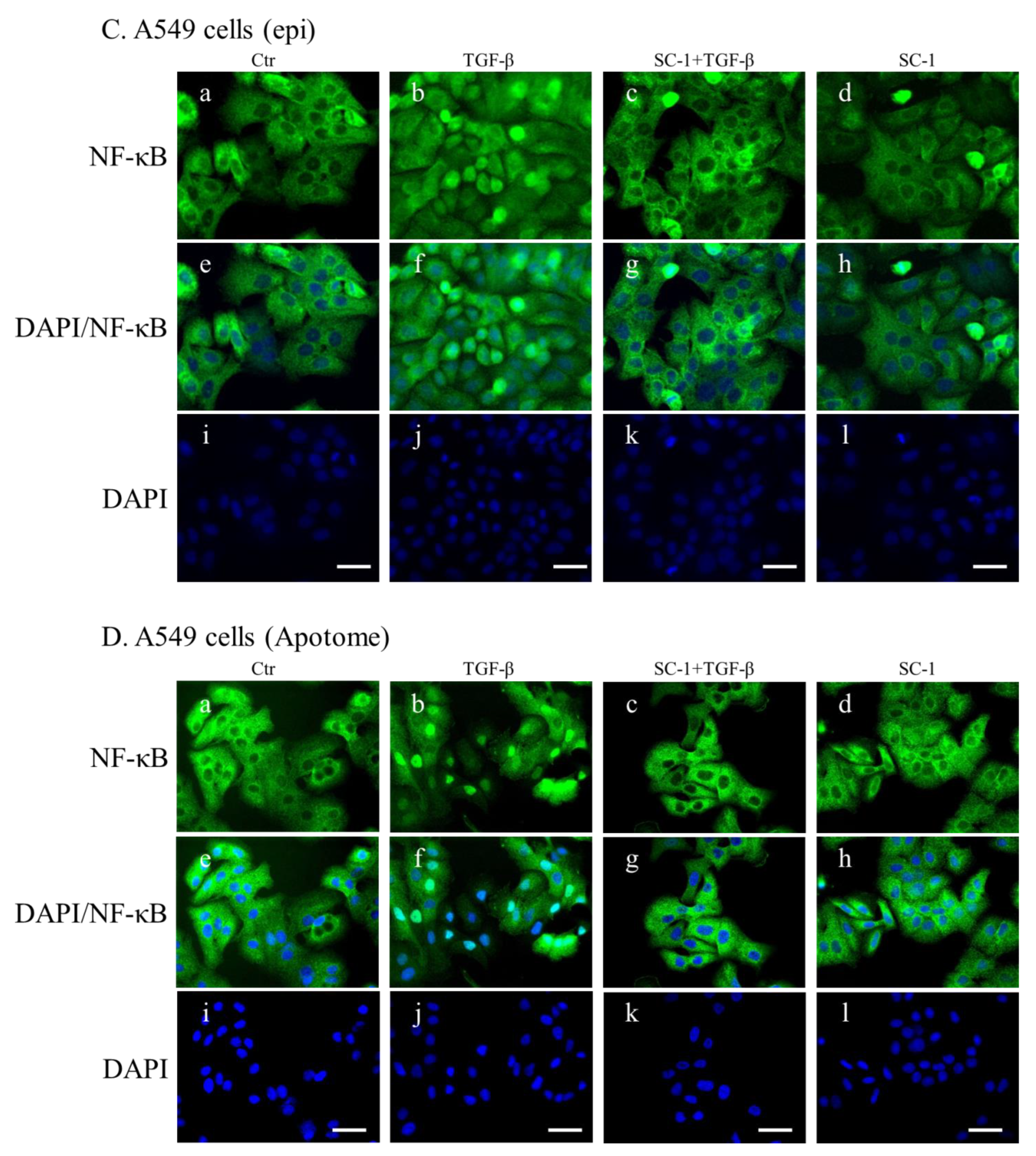 Ijms 24 11656 g007b Ijms 24 11656 g007b