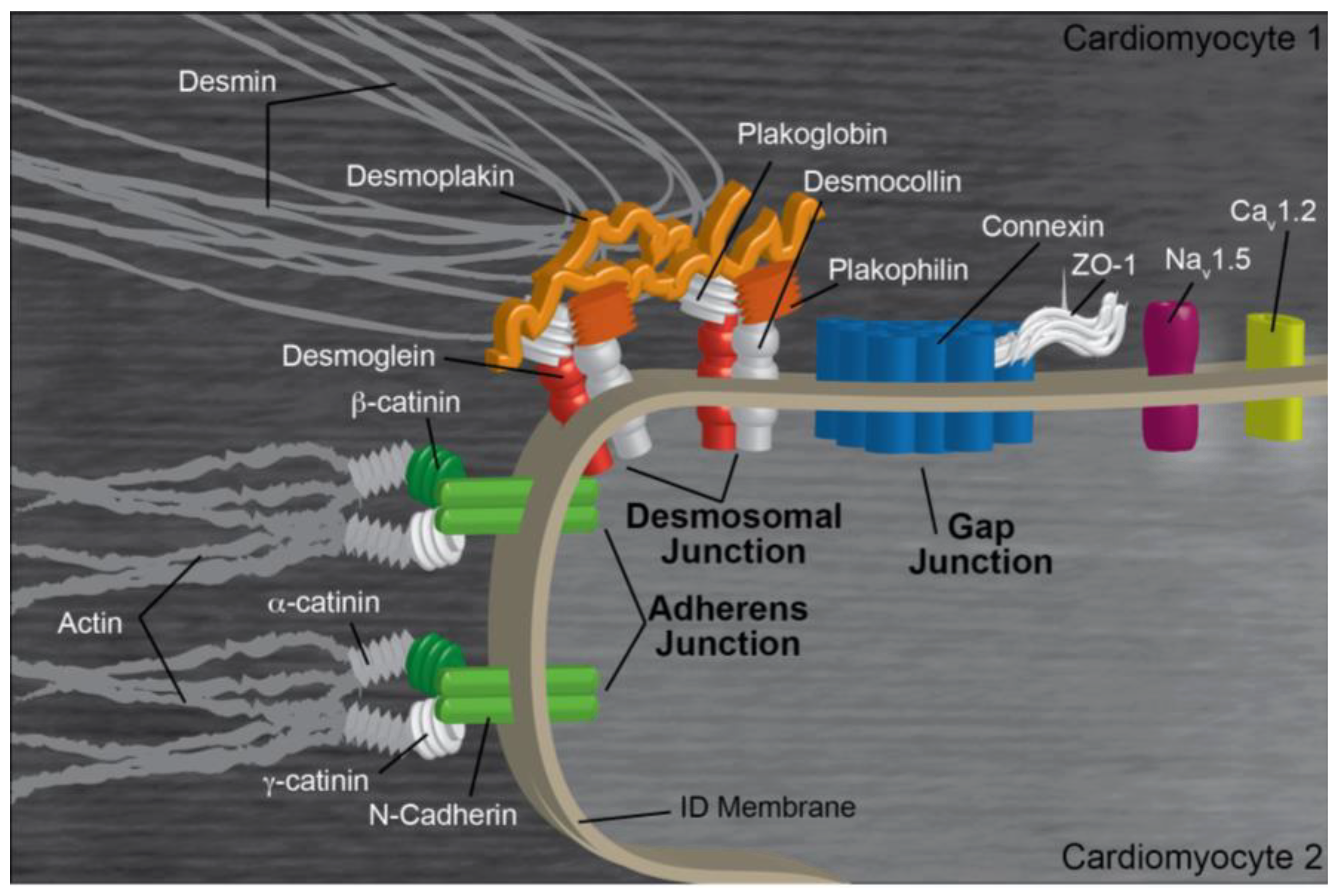 Ijms 24 11726 g001 Ijms 24 11726 g001