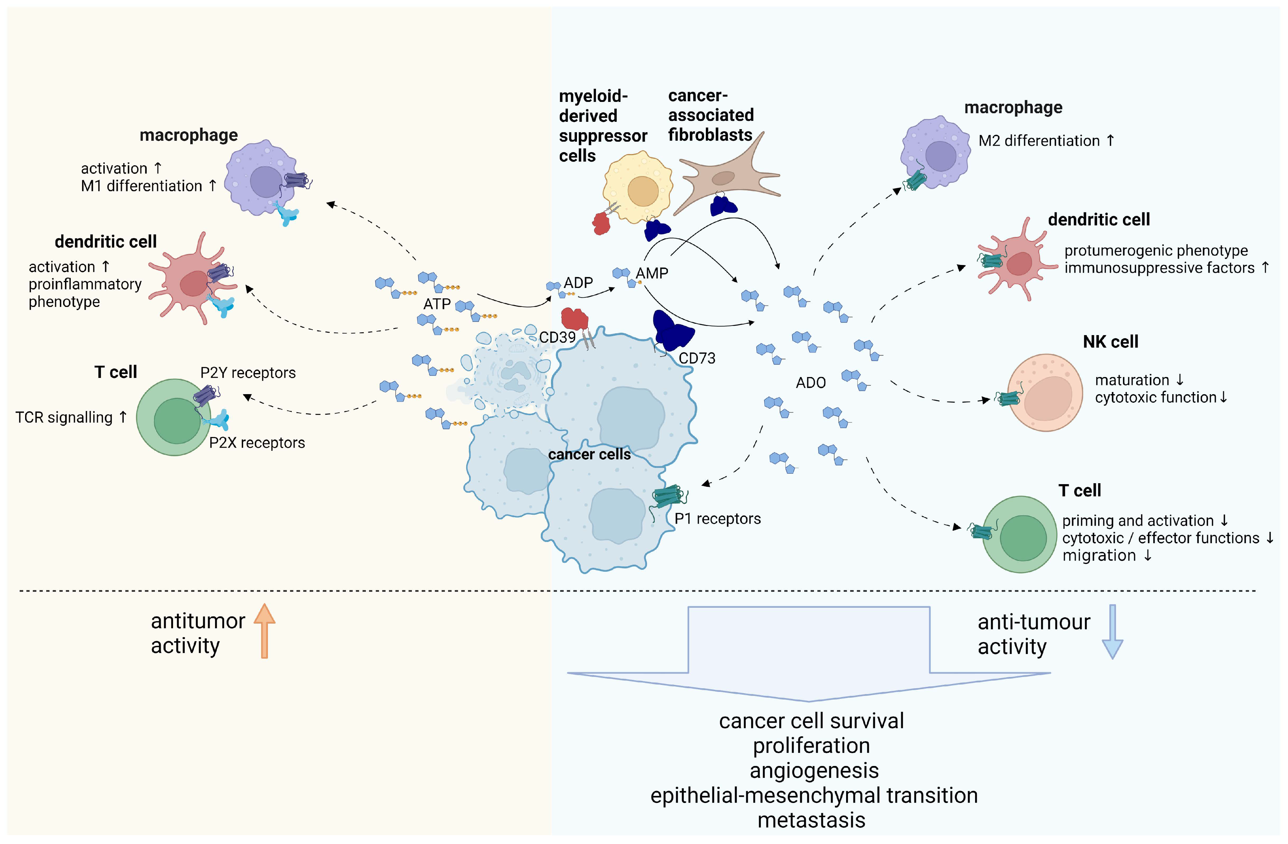 Ijms 24 11759 g001 Ijms 24 11759 g001