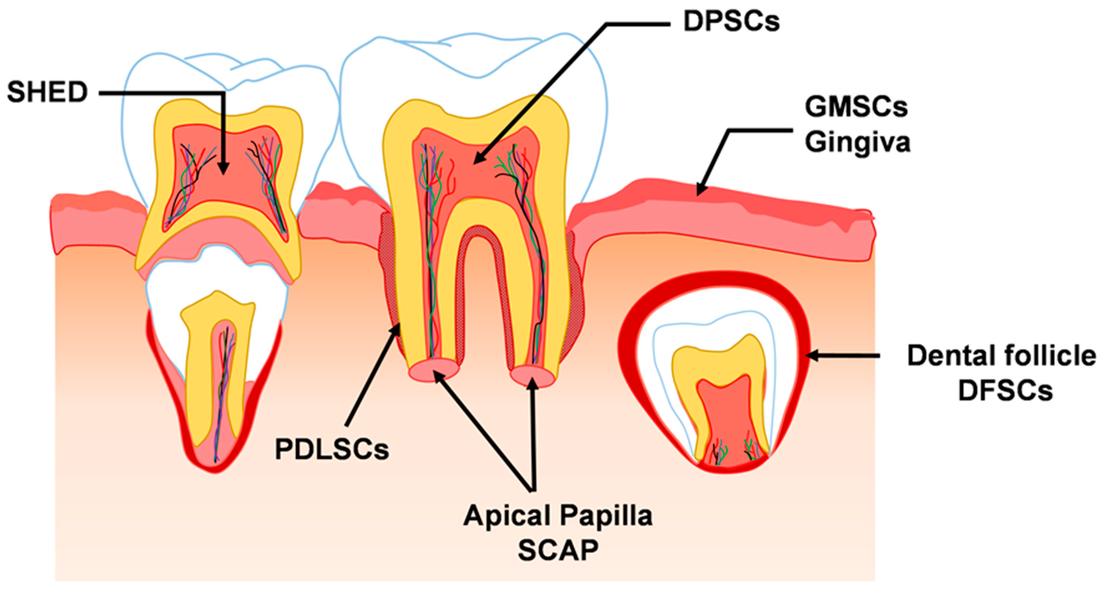 Ijms 24 11763 g001 Ijms 24 11763 g001