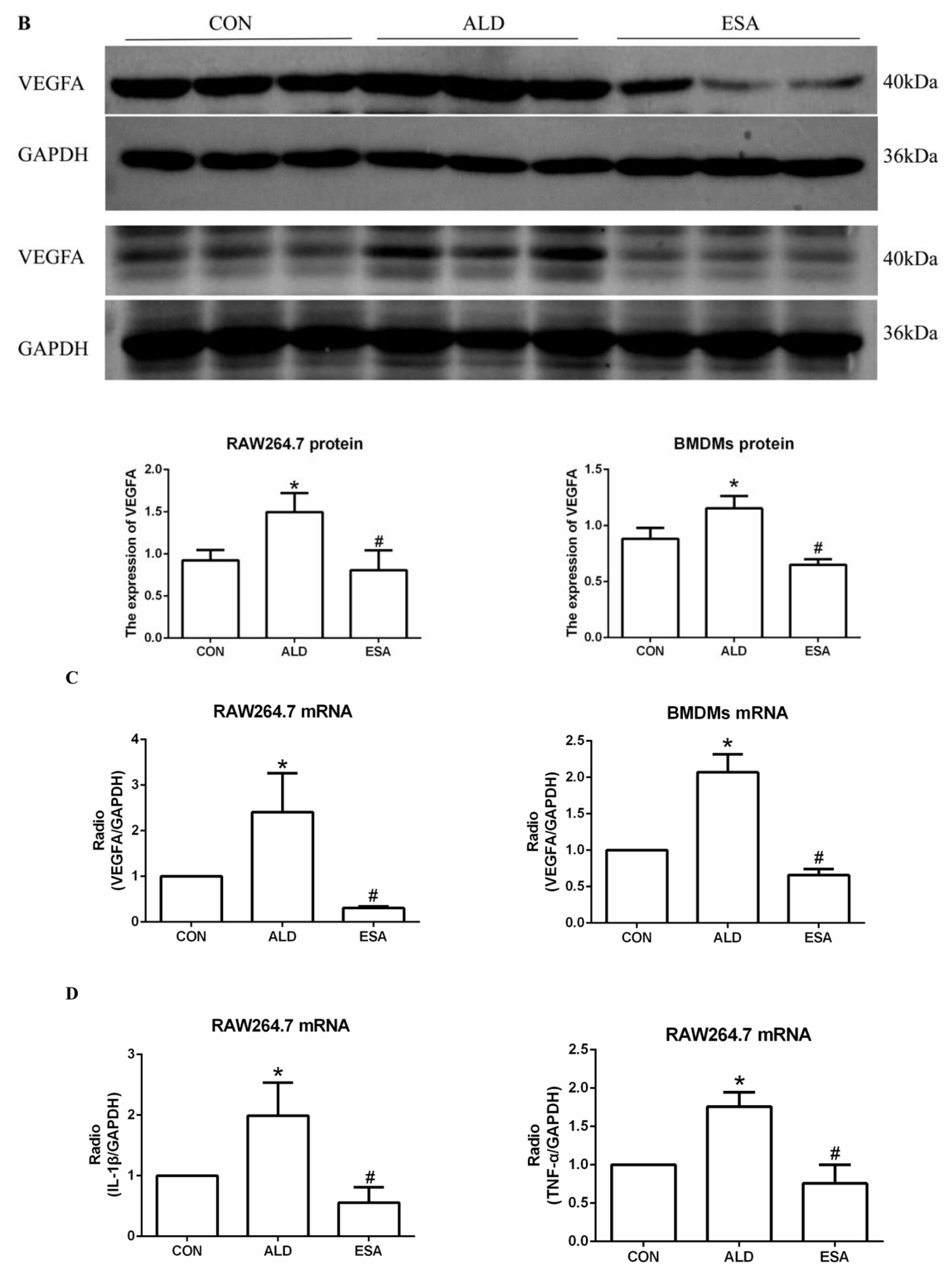 Ijms 24 11766 g005b Ijms 24 11766 g005b
