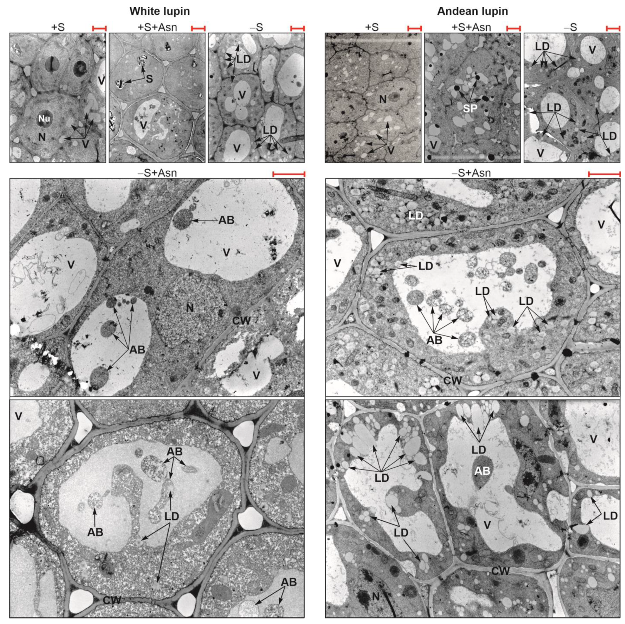 Ijms 24 11773 g002 Ijms 24 11773 g002