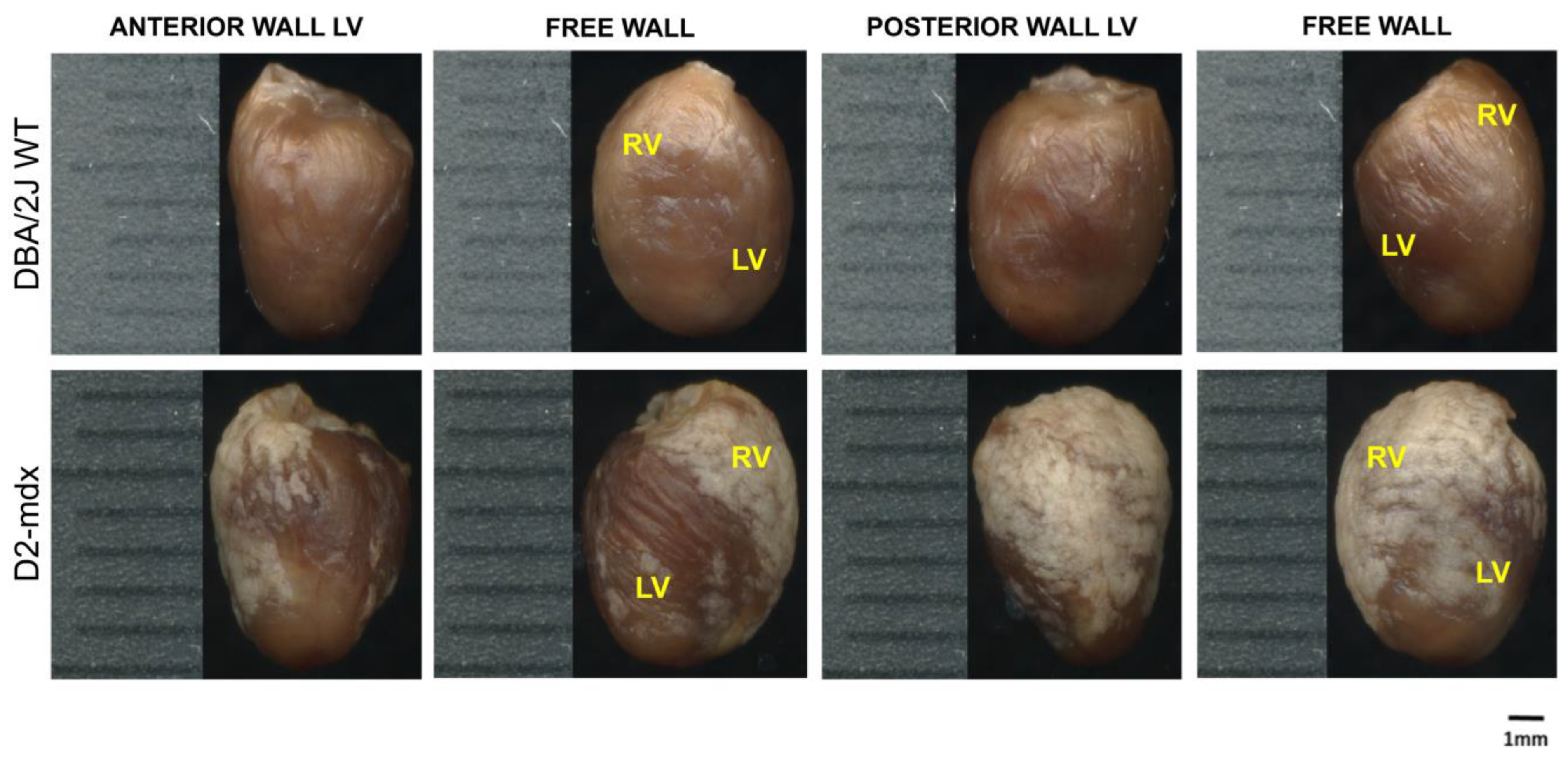 Ijms 24 11805 g002 Ijms 24 11805 g002