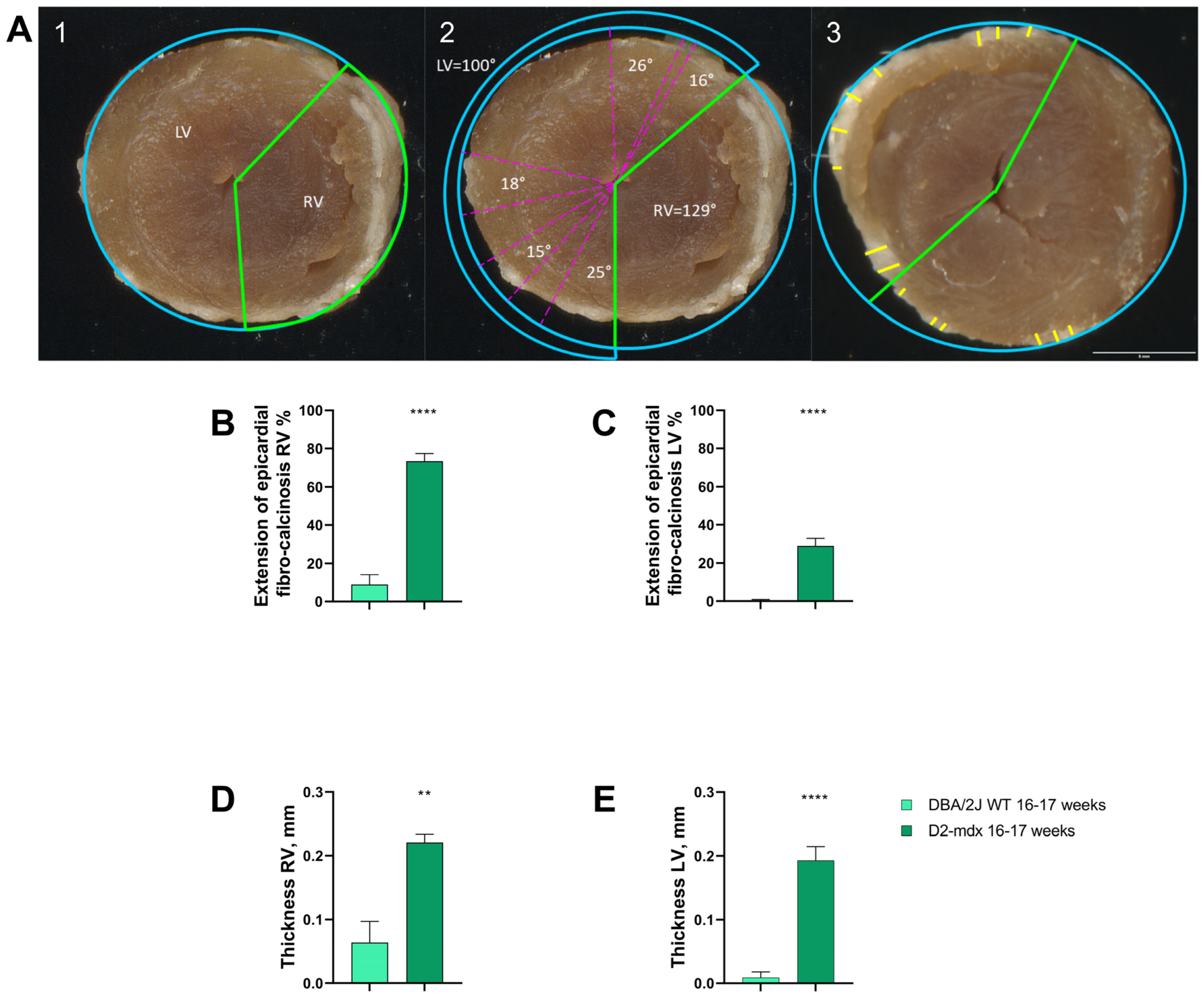 Ijms 24 11805 g006 Ijms 24 11805 g006